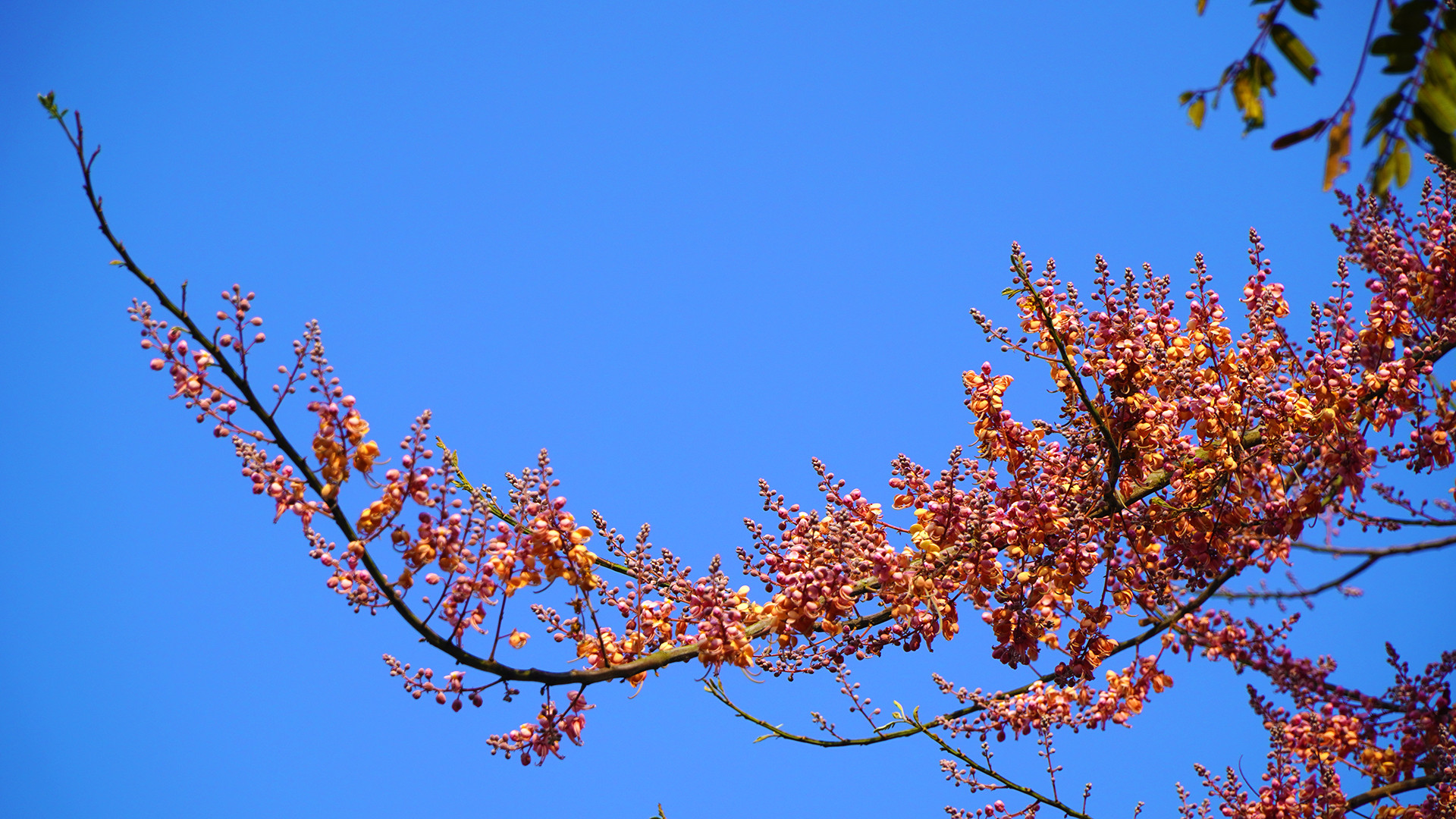 Ô môi trổ bông trong nắng tháng 3. Ảnh: HỮU NGHĨA