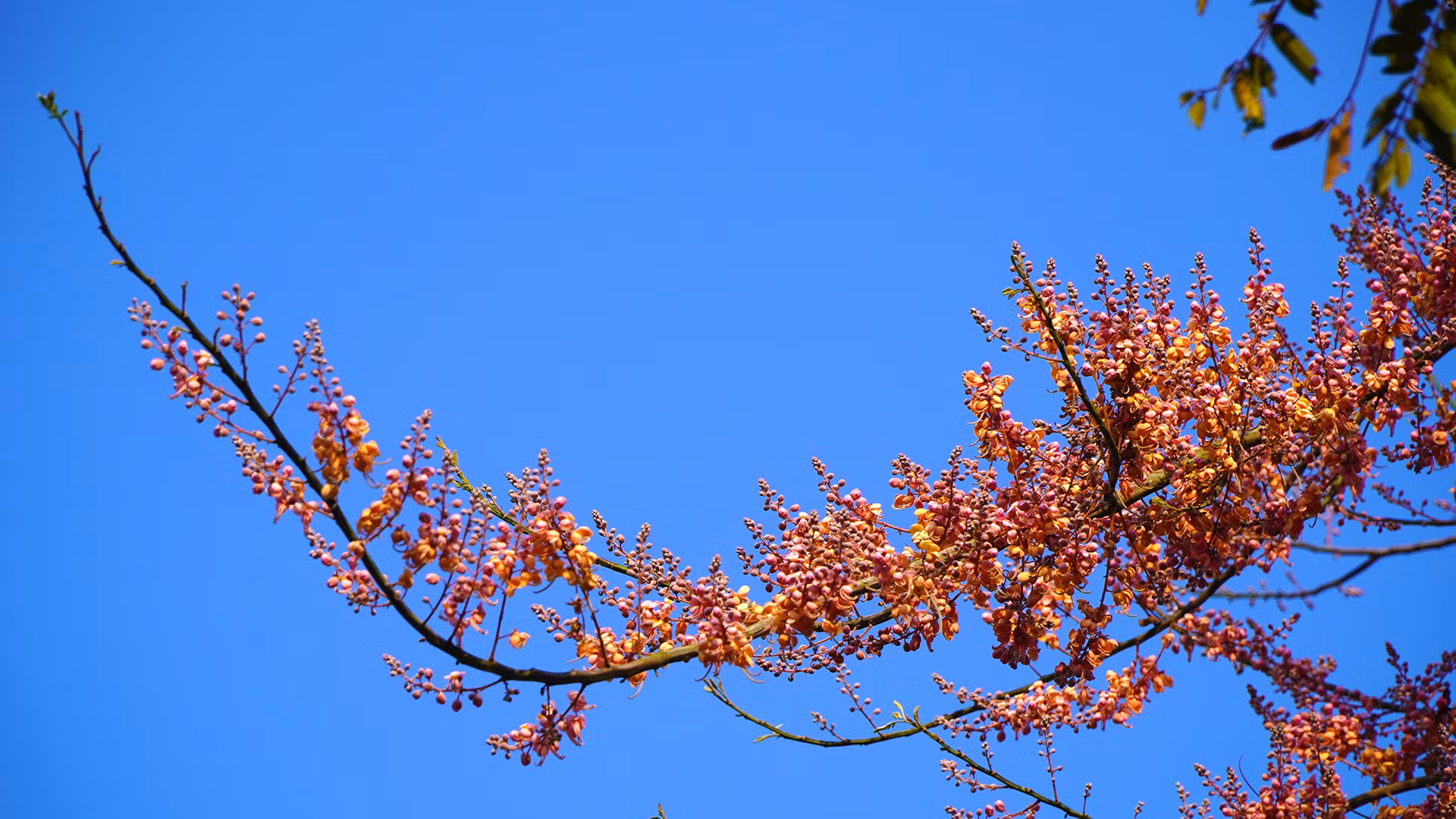 Ô môi trổ bông trong nắng tháng 3. Ảnh: HỮU NGHĨA