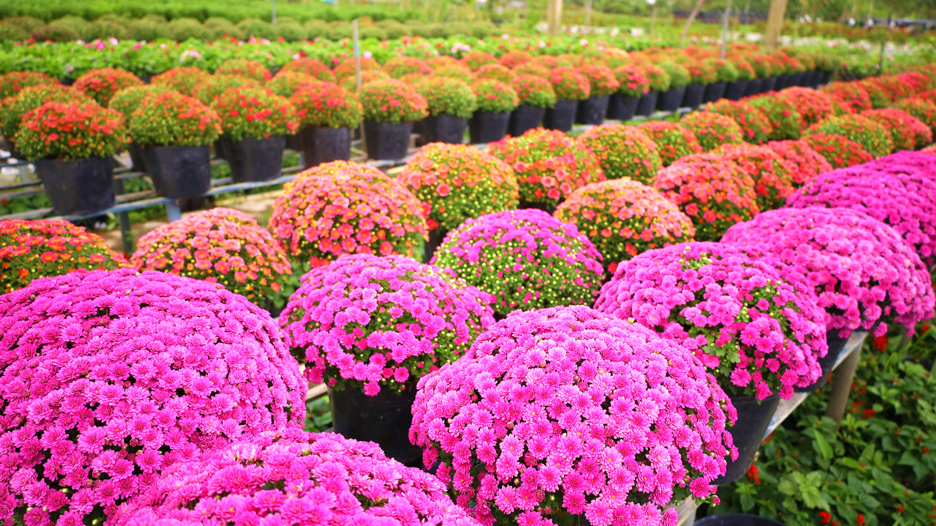 Cúc mâm xôi nhiều màu trông bắt mắt phục vụ du khách dịp Festival.