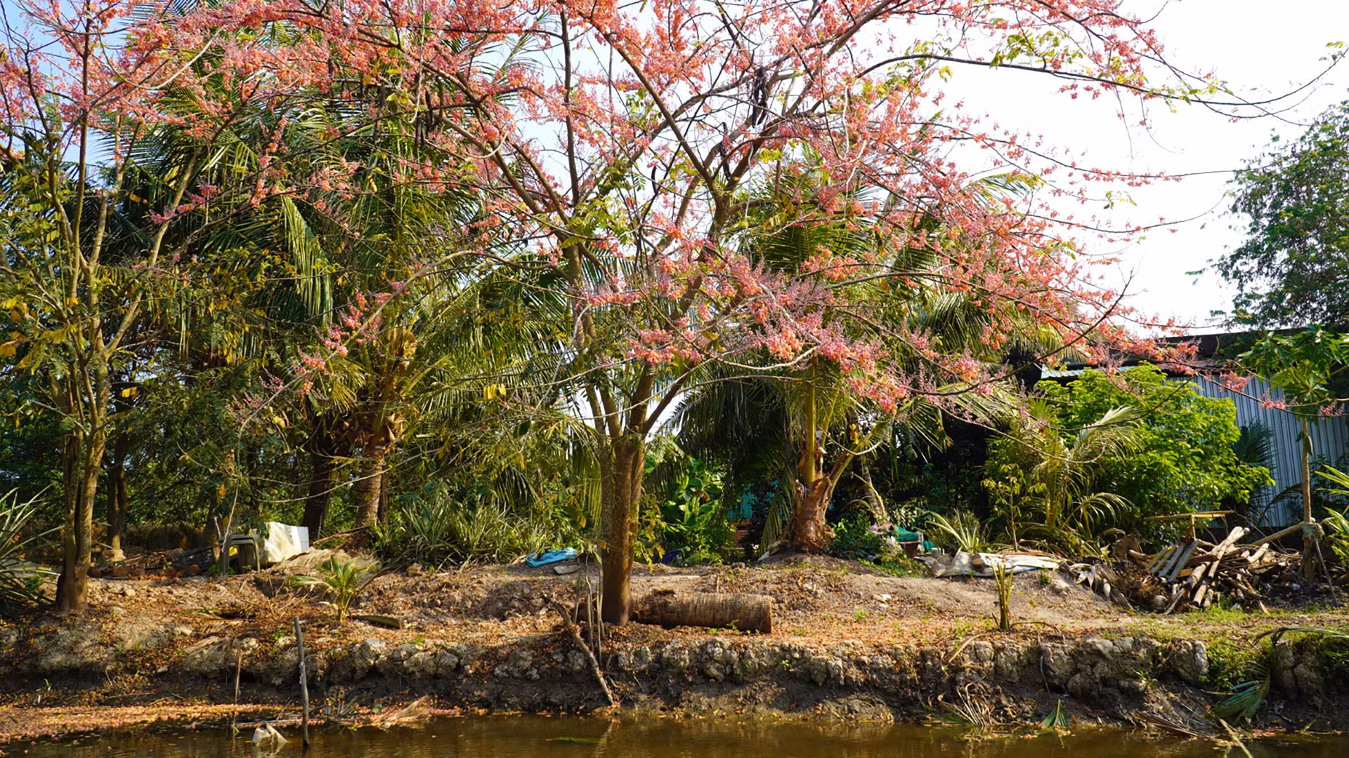 Ô môi trổ bông tại một bờ mương. Ảnh: HỮU NGHĨA