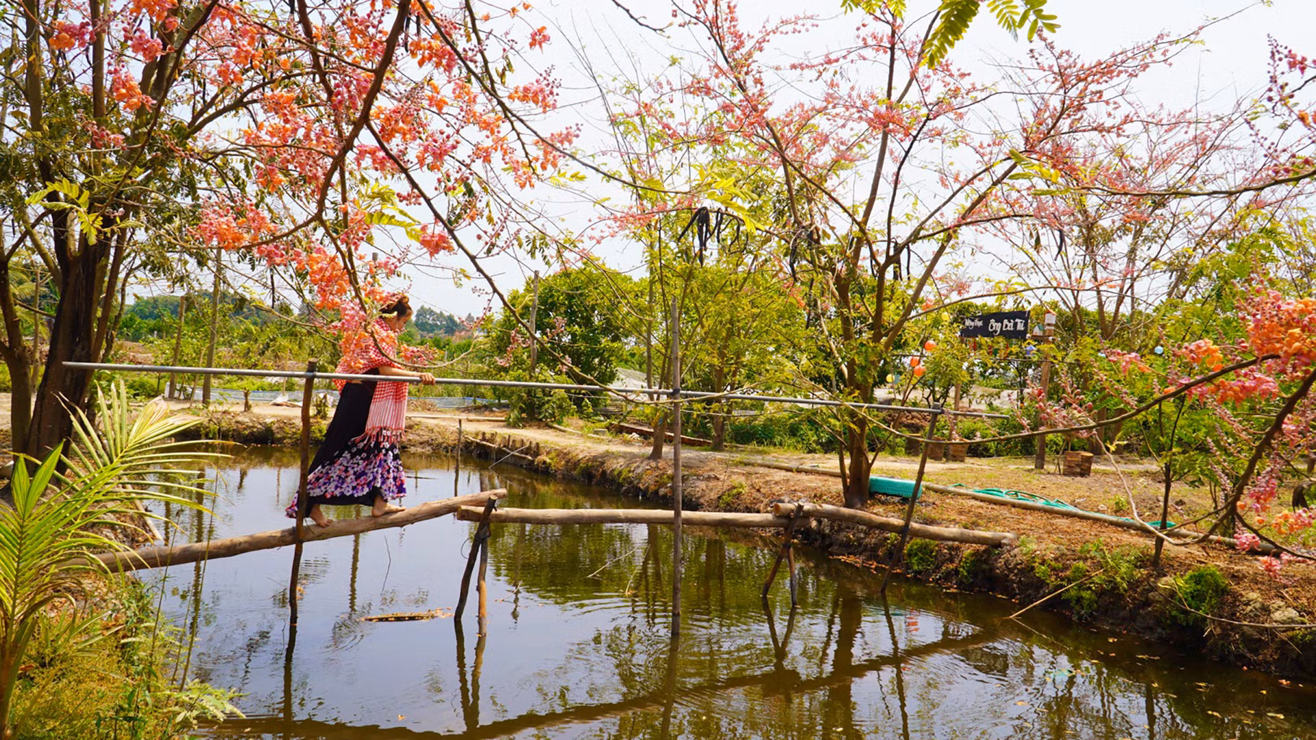 Du khách tham quan vườn cây ô môi tại xã Phú Điền, huyện Tháp Mười. Ảnh: HỮU NGHĨA