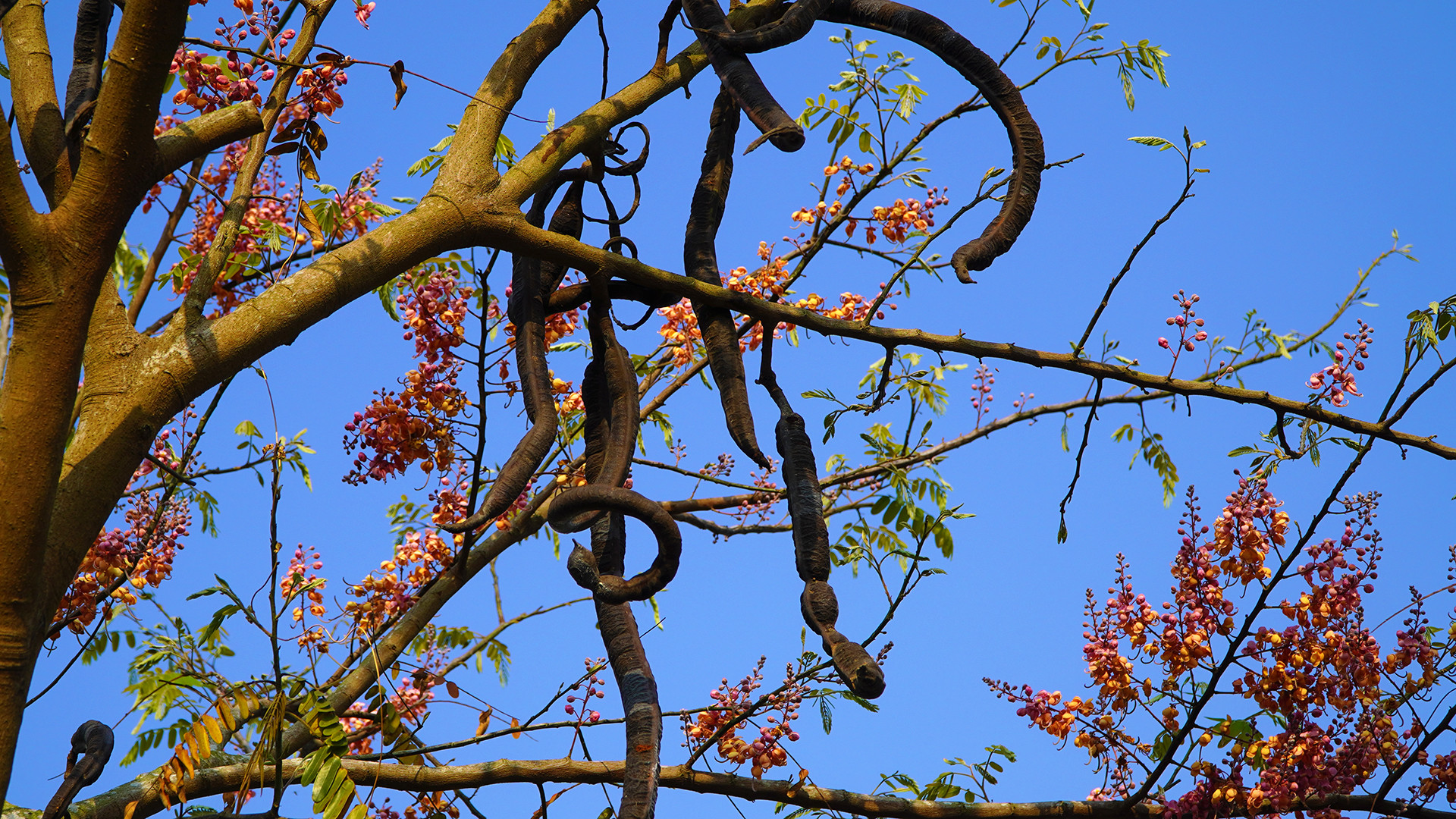 Trái ô môi khi còn non có màu xanh, đến già có màu nâu đen. Ảnh: HỮU NGHĨA