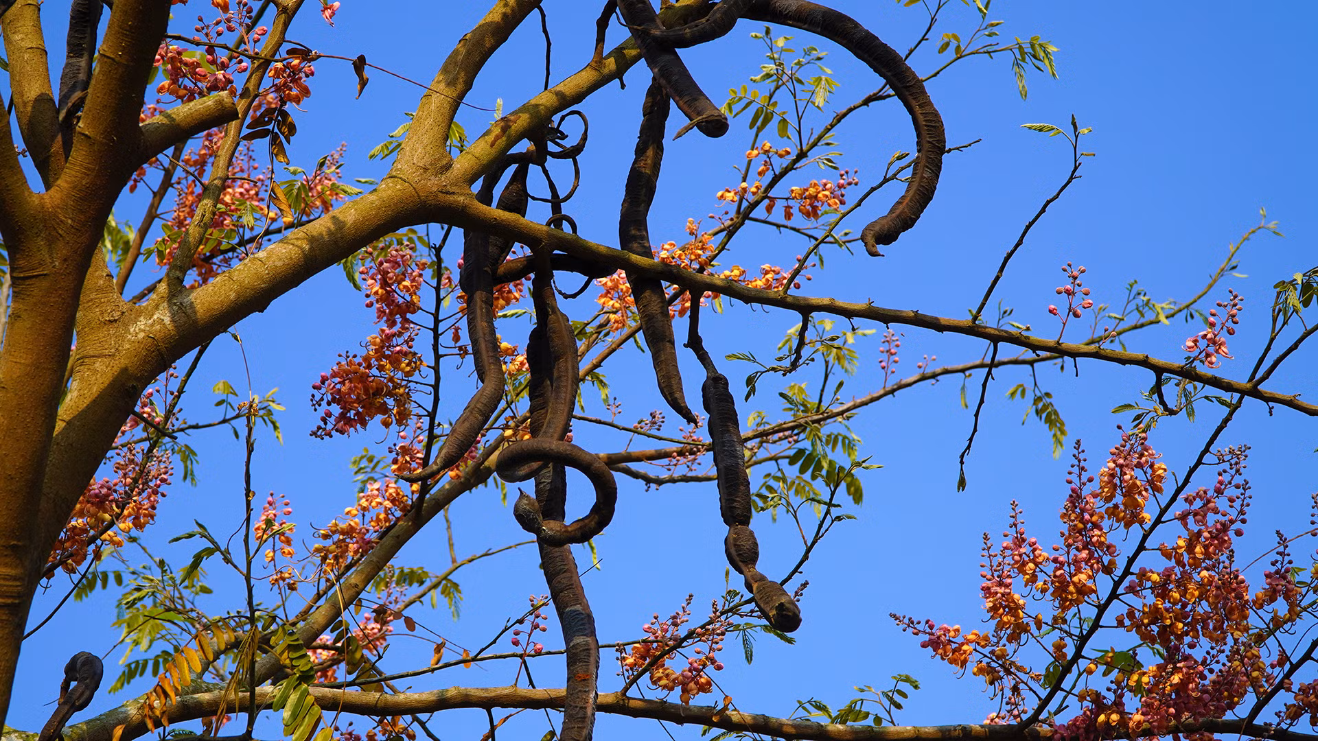 Trái ô môi khi còn non có màu xanh, đến già có màu nâu đen. Ảnh: HỮU NGHĨA