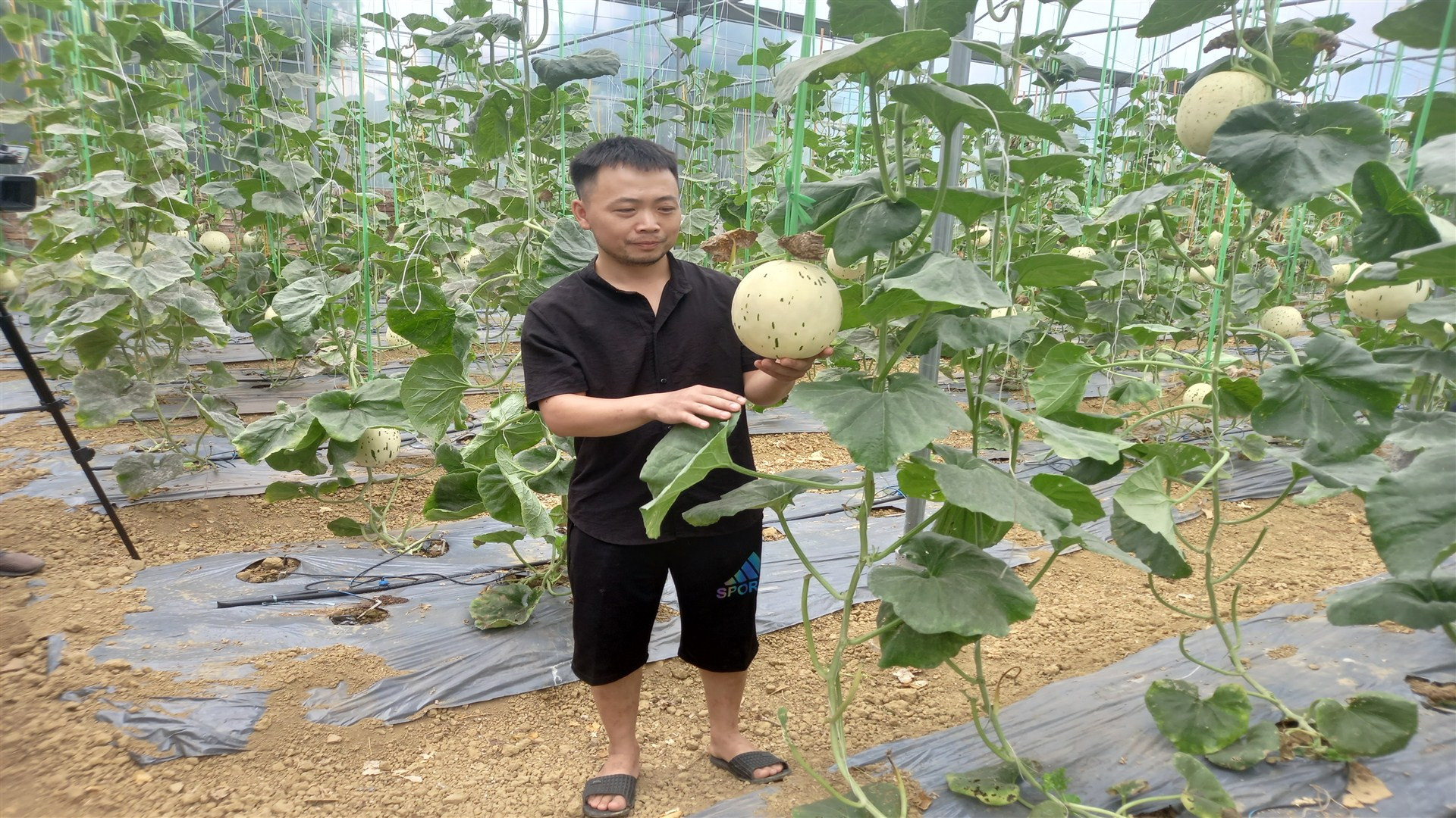 Anh Đàm Văn Quý, ở xóm Cốc Chủ, xã Ngọc Đào, huyện Hà Quảng, tỉnh Cao Bằng vay vốn tín dụng chính sách, phát triển sản xuất hiệu quả. Anh Đàm Văn Quý, ở xóm Cốc Chủ, xã Ngọc Đào, huyện Hà Quảng, tỉnh Cao Bằng vay vốn tín dụng chính sách, phát triển sản xuất hiệu quả.