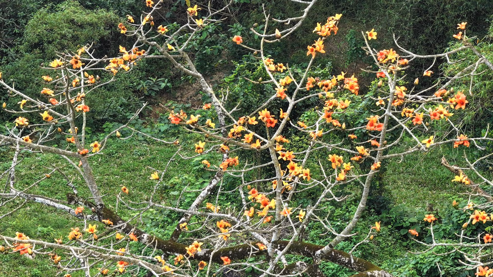 Cây gạo có nhiều nhánh rất to tỏa bóng một vùng, mỗi nhánh với nhiều bông hoa được tạo như những hình thù uốn lượn rất độc đáo giữa không trung.