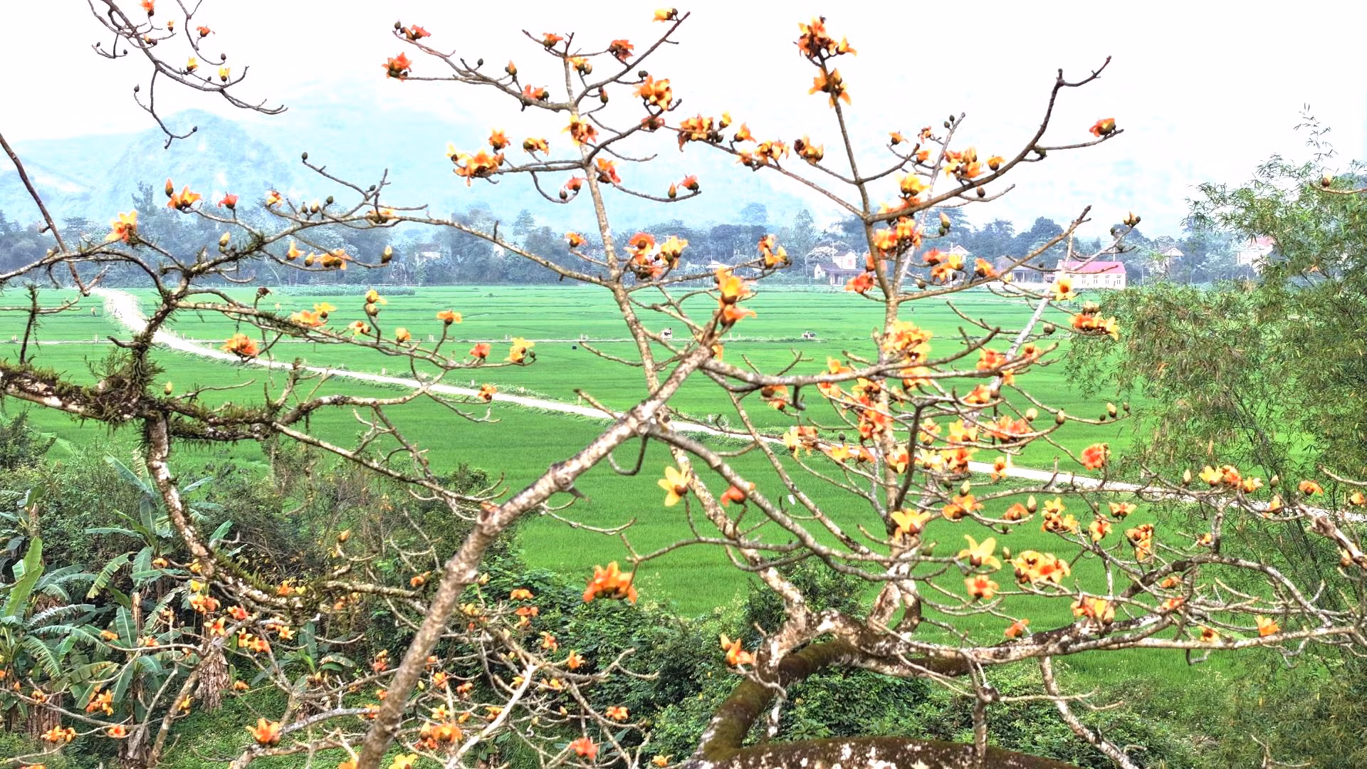 Cây gạo cỏ ở thôn 3 Thiết Sơn, xã Thạch Hóa, huyện Tuyên Hóa, tỉnh Quảng Bình tạo nên khung cảnh yên bình, đẹp mắt giữa cánh đồng quê xanh bát ngát.