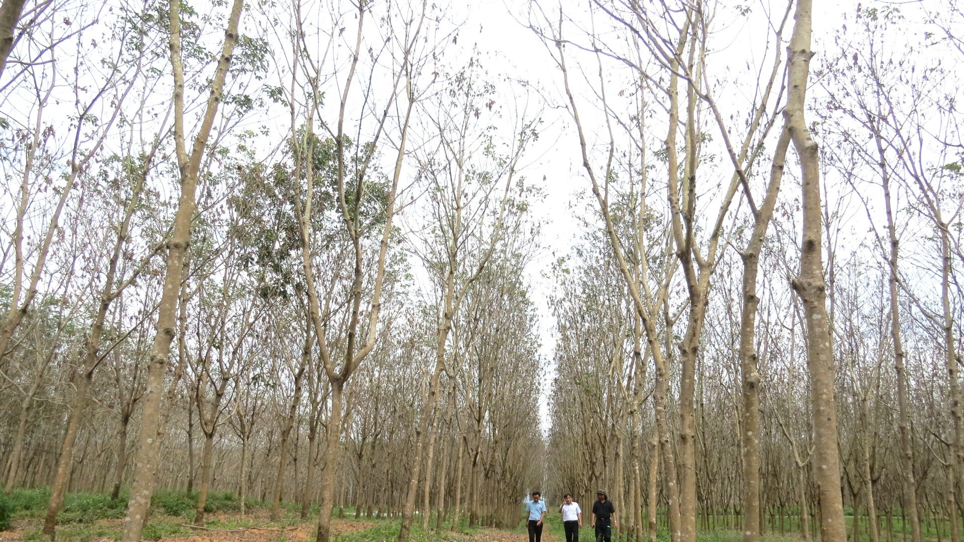 Hiện tượng lá cao-su bị rụng khi còn xanh xảy ra tại Công ty cổ phần Lệ Ninh. Hiện tượng lá cao-su bị rụng khi còn xanh xảy ra tại Công ty cổ phần Lệ Ninh.