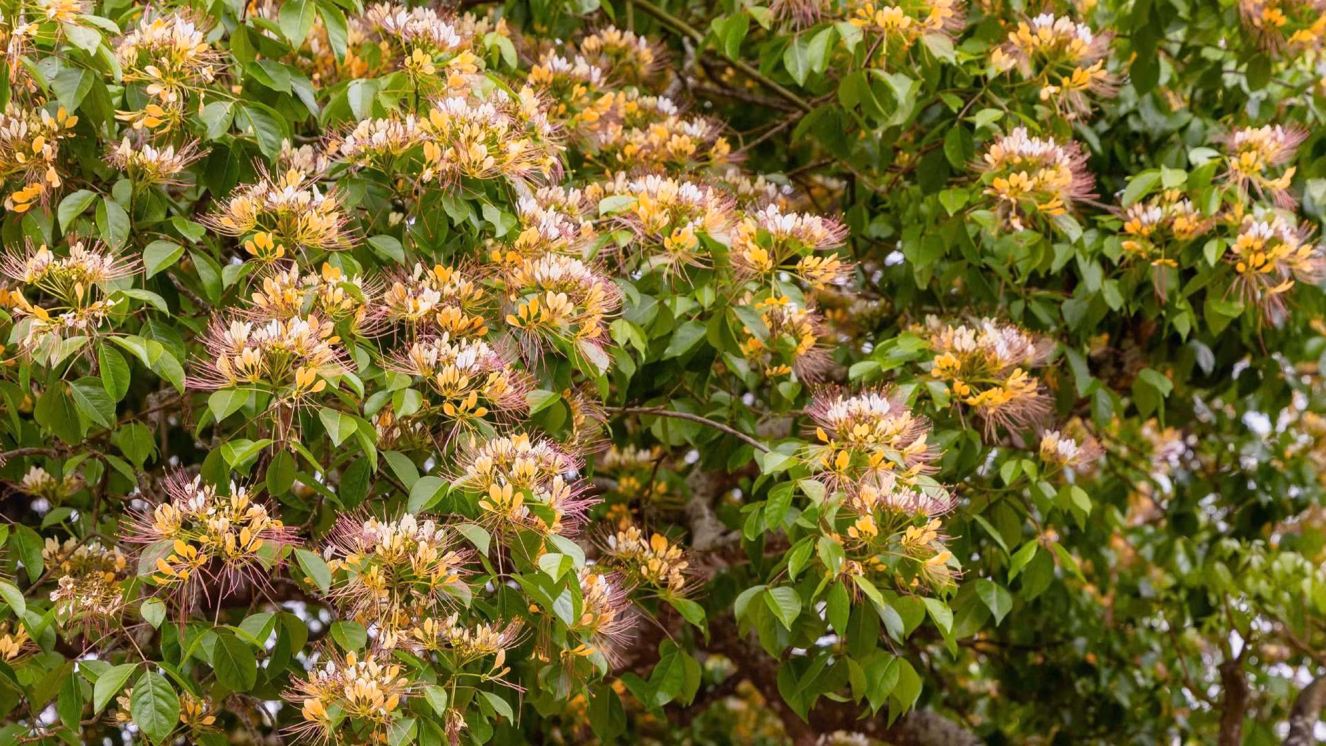 Hoa bún có những cánh màu vàng trắng tinh khôi xen nhau. Từ tháng 3 đến tháng 4, những cây bún ở Lệ Thủy ra hoa, vàng rực cả góc trời.