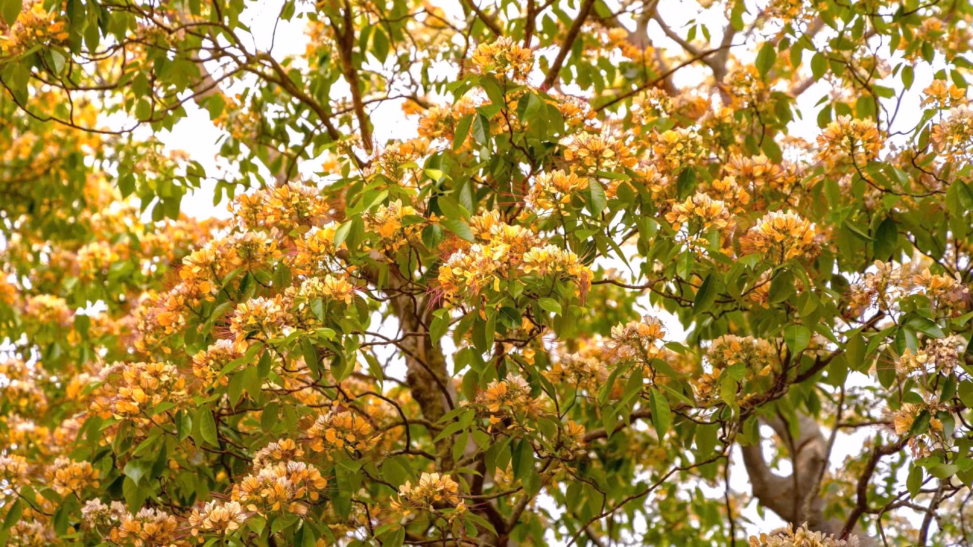 Cuối mùa cũng vào lúc chớm hạ, hoa bún dần chuyển sang mùa vàng đậm để rồi sau đó hình thành nên những quả bún hình bầu dục, màu trắng ngà lúc lỉu trên cây.