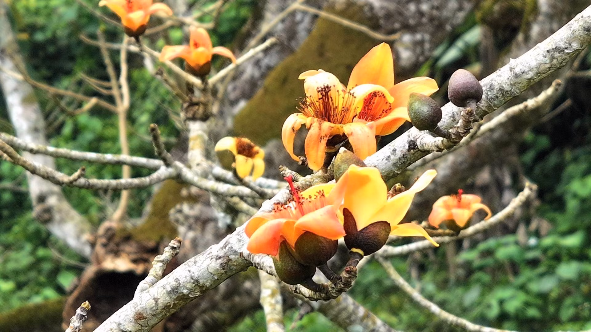 Hoa gạo thường nở vào tháng 3 đến tháng 4 hằng năm, hoa có 5 cánh dày, mùa cam, to thắm cảnh quan núi rừng xanh đẹp như tranh vẽ.