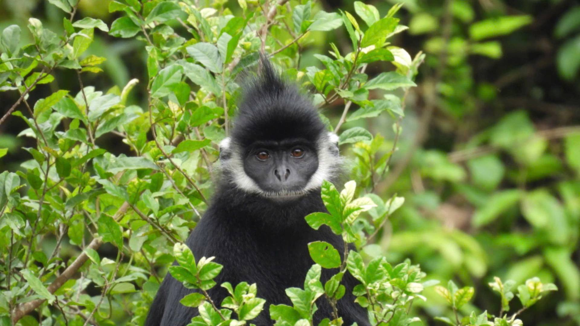 [Ảnh] Bảo vệ, bảo tồn voọc gáy trắng ở Quảng Bình ảnh 6