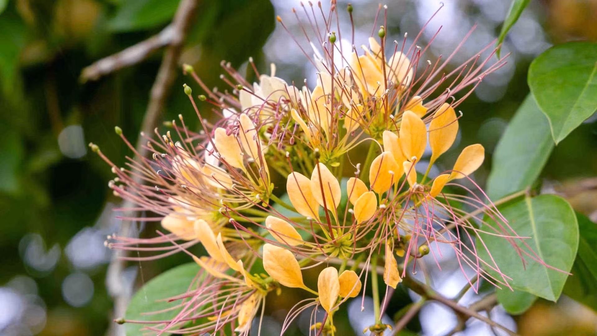 Khi nở, nhị hoa tua tủa như những tơ nhện.