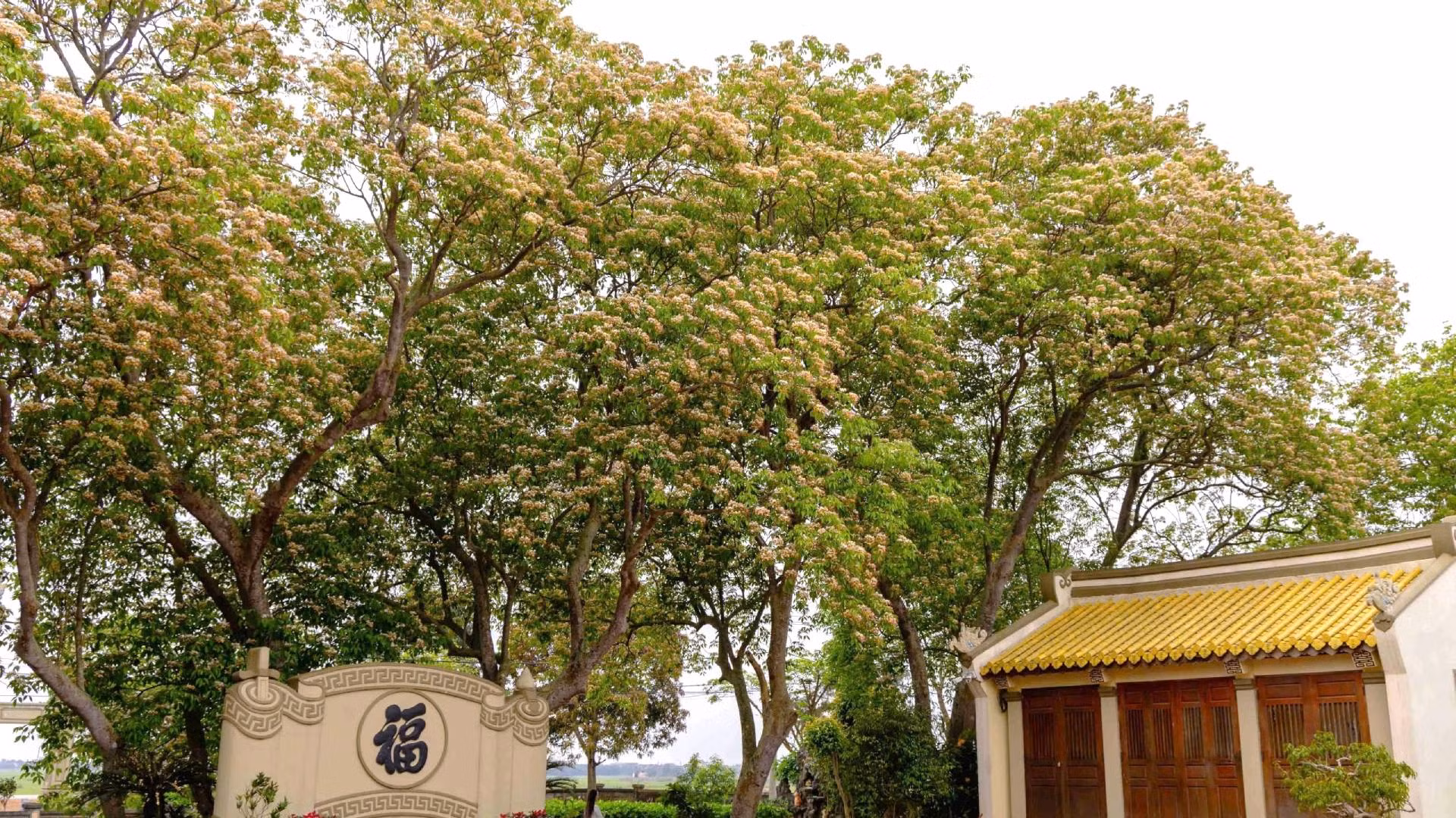 Cây bún có nguồn gốc ở Nhật Bản, Australia nhưng lại có nhiều ở các tỉnh, thành phố khu vực Bắc Trung Bộ như Quảng Bình, Huế. Cây bún nhưng là loài thân gỗ khá cứng cáp và vững chãi, đặc biệt cành cây rất dẻo, trở thành “công cụ” cho lũ trẻ chúng tôi đu mình mỗi chiều tắm sông Kiến Giang thời thơ bé.