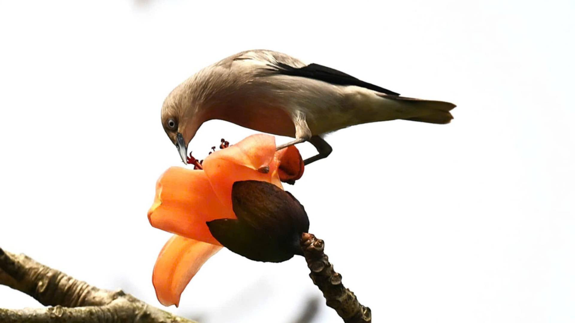 Mùa hoa gạo, từng đàn voọc gáy trắng và nhiều loài chim thường tìm đến cây gạo để kiếm ăn, tạo nên khung cảnh làng quê yên bình, đẹp mắt. (Ảnh: ĐINH HUY TRÍ)