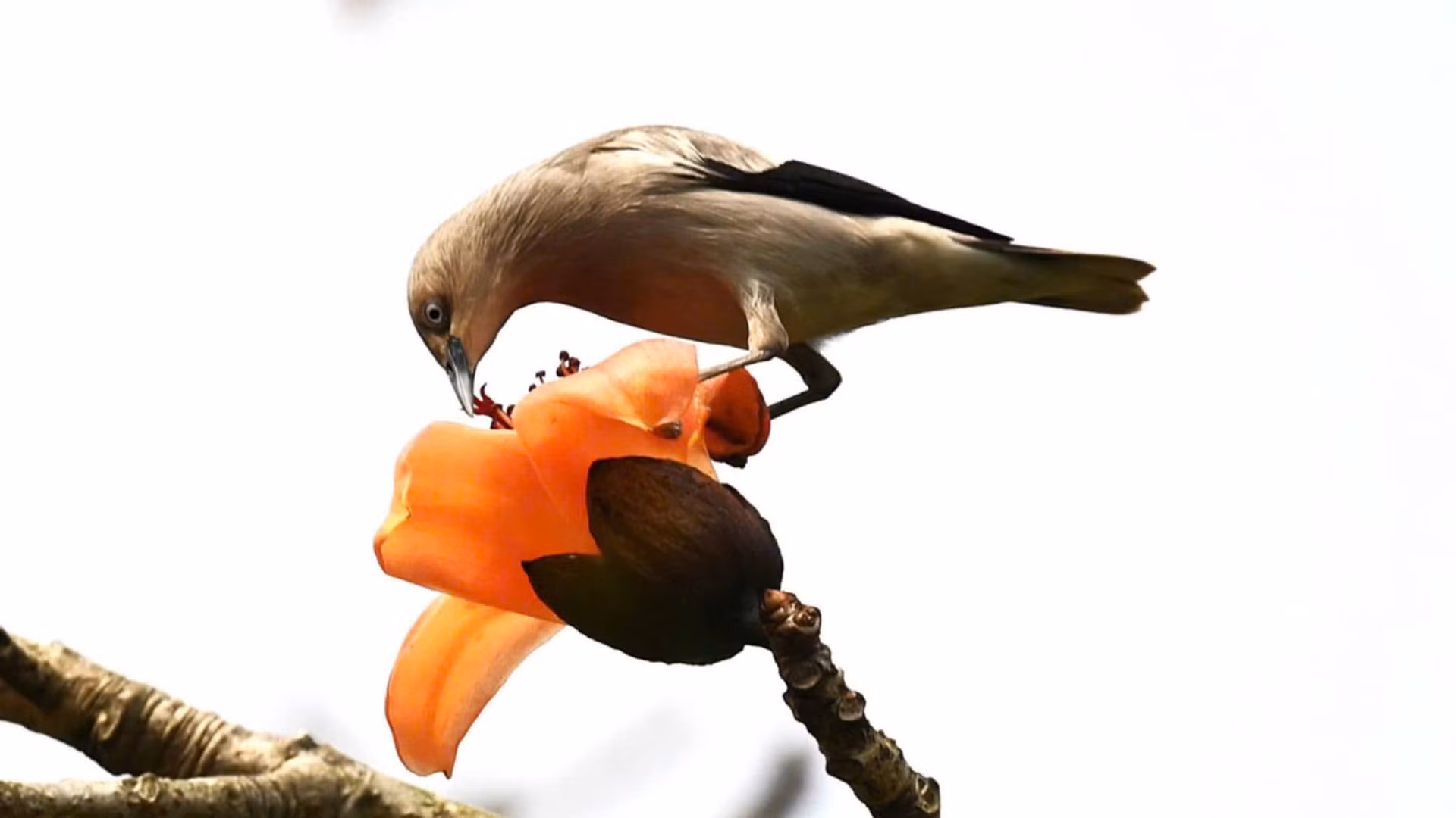 Mùa hoa gạo, từng đàn voọc gáy trắng và nhiều loài chim thường tìm đến cây gạo để kiếm ăn, tạo nên khung cảnh làng quê yên bình, đẹp mắt. (Ảnh: ĐINH HUY TRÍ)