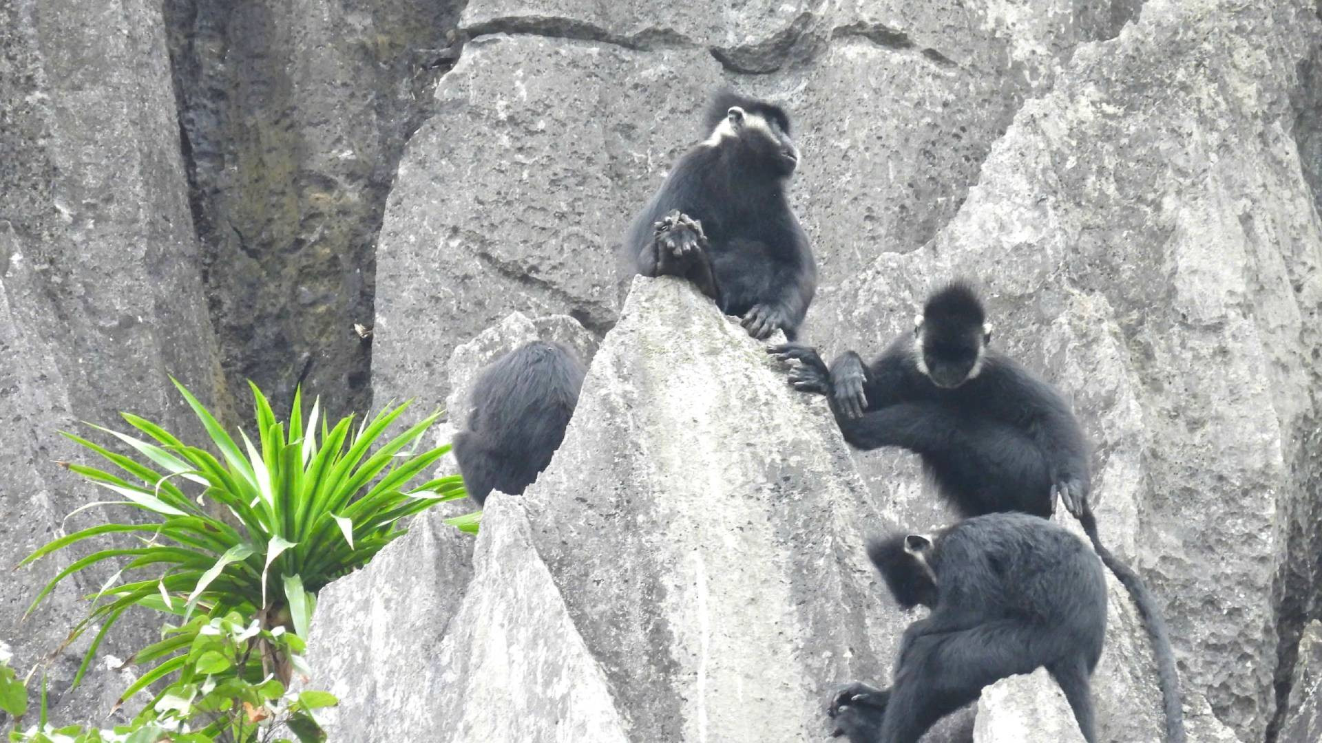 [Ảnh] Bảo vệ, bảo tồn voọc gáy trắng ở Quảng Bình ảnh 1