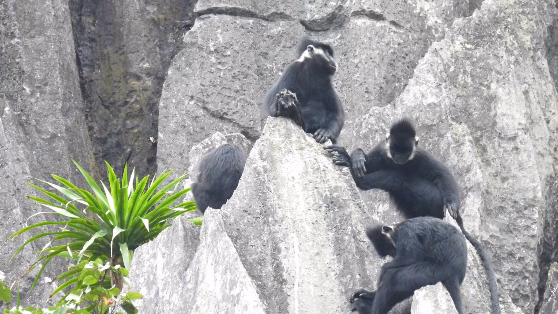 [Ảnh] Bảo vệ, bảo tồn voọc gáy trắng ở Quảng Bình ảnh 1