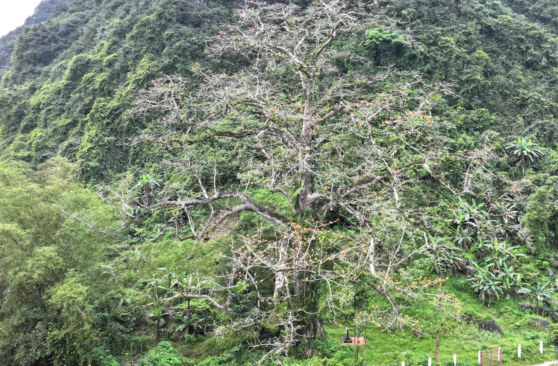 Cây gạo mọc dưới một ngọn núi đá vôi, gốc cây có đường kính rộng đến nổi 10 người ôm không xuể. Trải qua bao thăng trầm cùng lịch sử, cây gạo vẫn đứng hiên ngang, căng mình đón nắng, đón gió, trở thành "linh hồn" của làng.