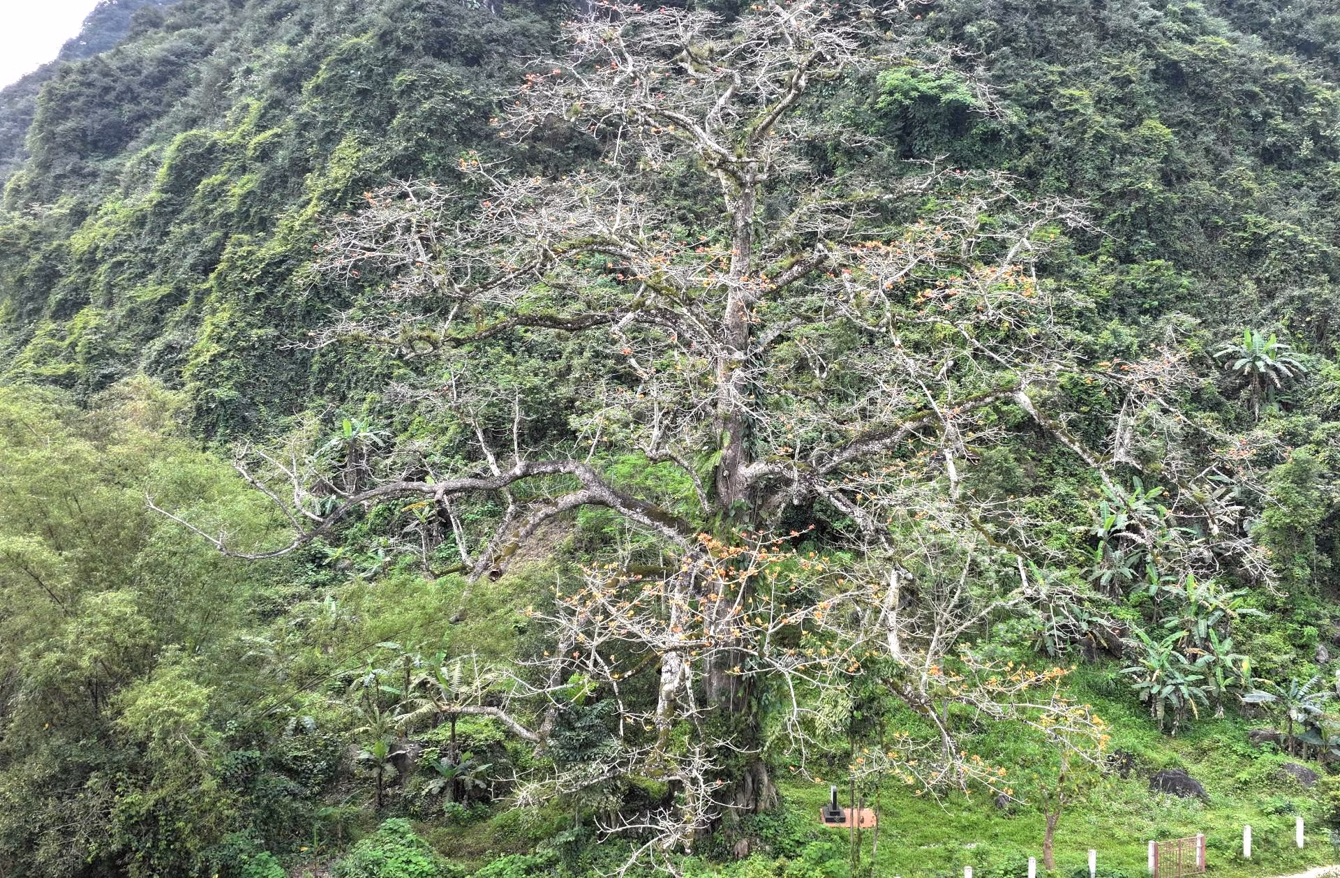 Cây gạo mọc dưới một ngọn núi đá vôi, gốc cây có đường kính rộng đến nổi 10 người ôm không xuể. Trải qua bao thăng trầm cùng lịch sử, cây gạo vẫn đứng hiên ngang, căng mình đón nắng, đón gió, trở thành "linh hồn" của làng.