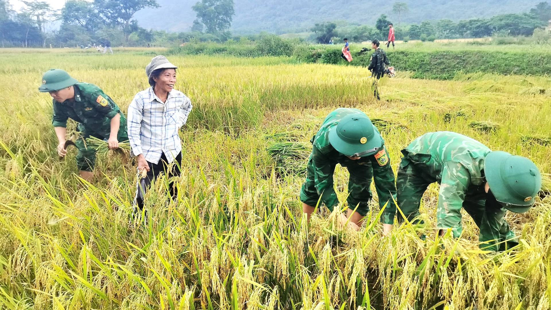 Bộ đội Biên phòng vừa gặt lúa vừa hướng dẫn bà con cách gặt để không bị bỏ sót lúa trên cánh đồng. Bà con vui vì năm nay lúa được mùa, hạt chắc, vàng óng.