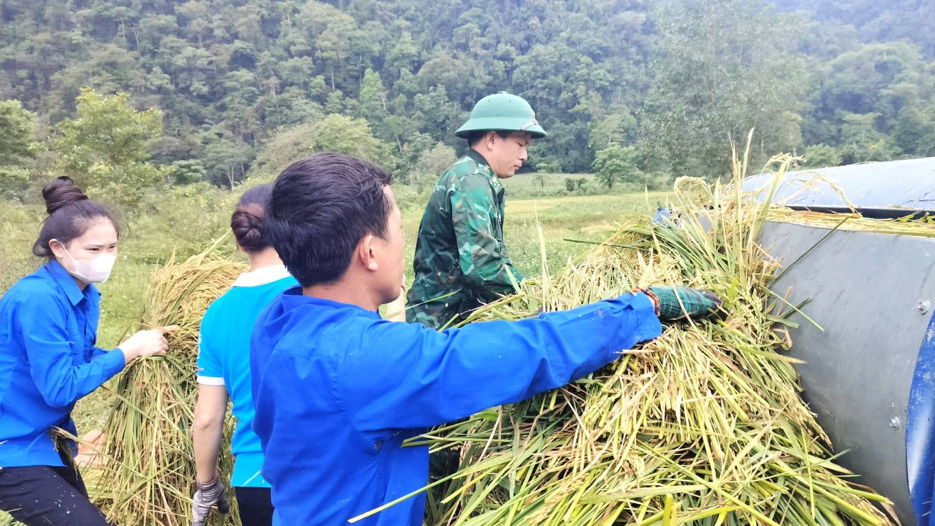 Đoàn Thanh niên xã Thượng Hóa xuống đồng cùng với Bộ đội Biên phòng giúp đồng bào Rục thu hoạch lúa để tránh bị thiệt hại do mưa dông gây ra.