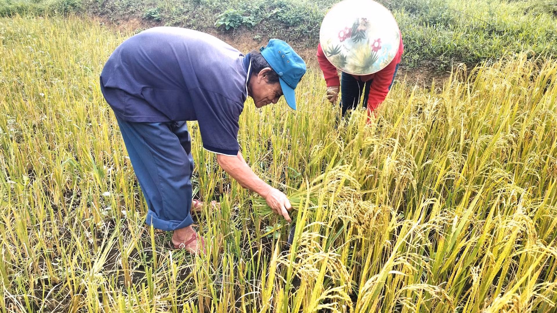 Cánh đồng Rục Làn giúp đồng bào Rục lần đầu tiên biết đến cây lúa nước và cách gieo trồng lúa nước.