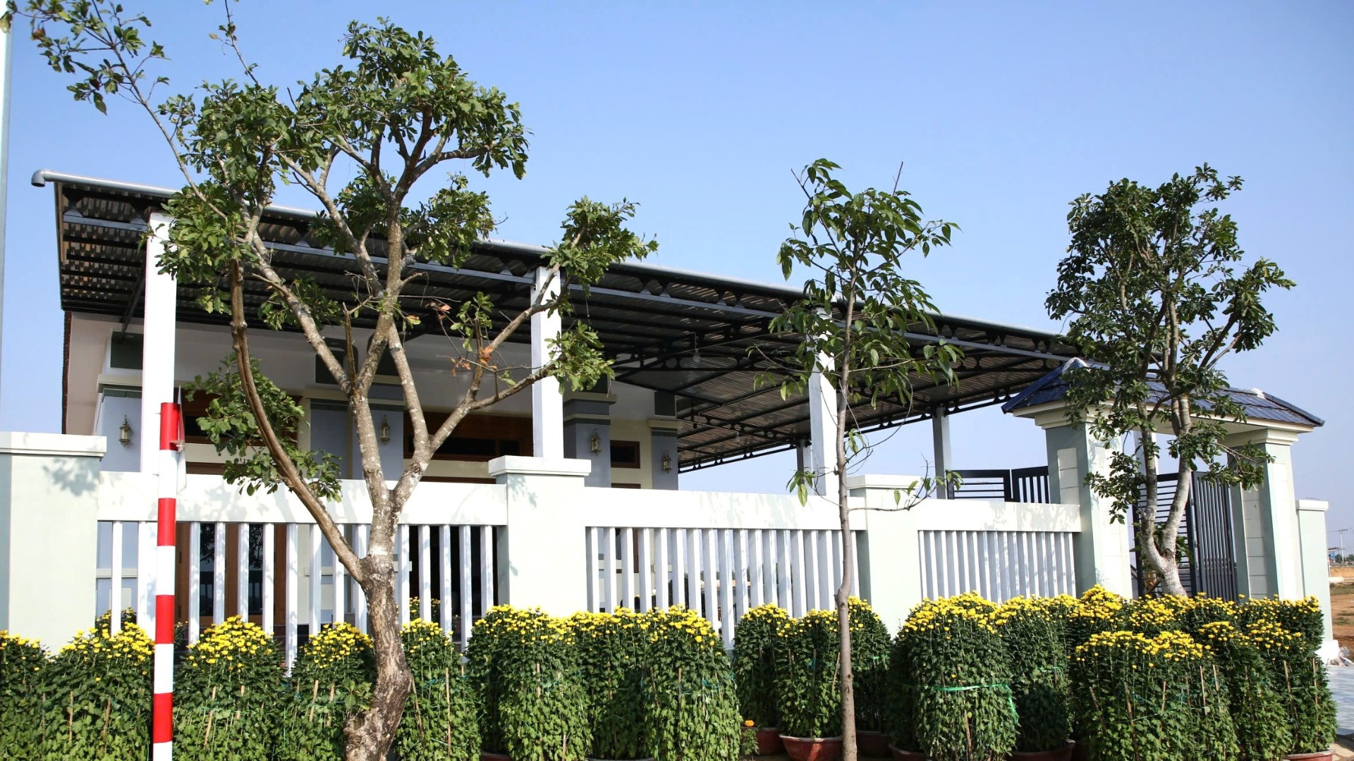 Những ngày áp Tết, nhiều người mua các chậu cúc về để chưng trong và ngoài khuôn viên nhà. Những ngày áp Tết, nhiều người mua các chậu cúc về để chưng trong và ngoài khuôn viên nhà.