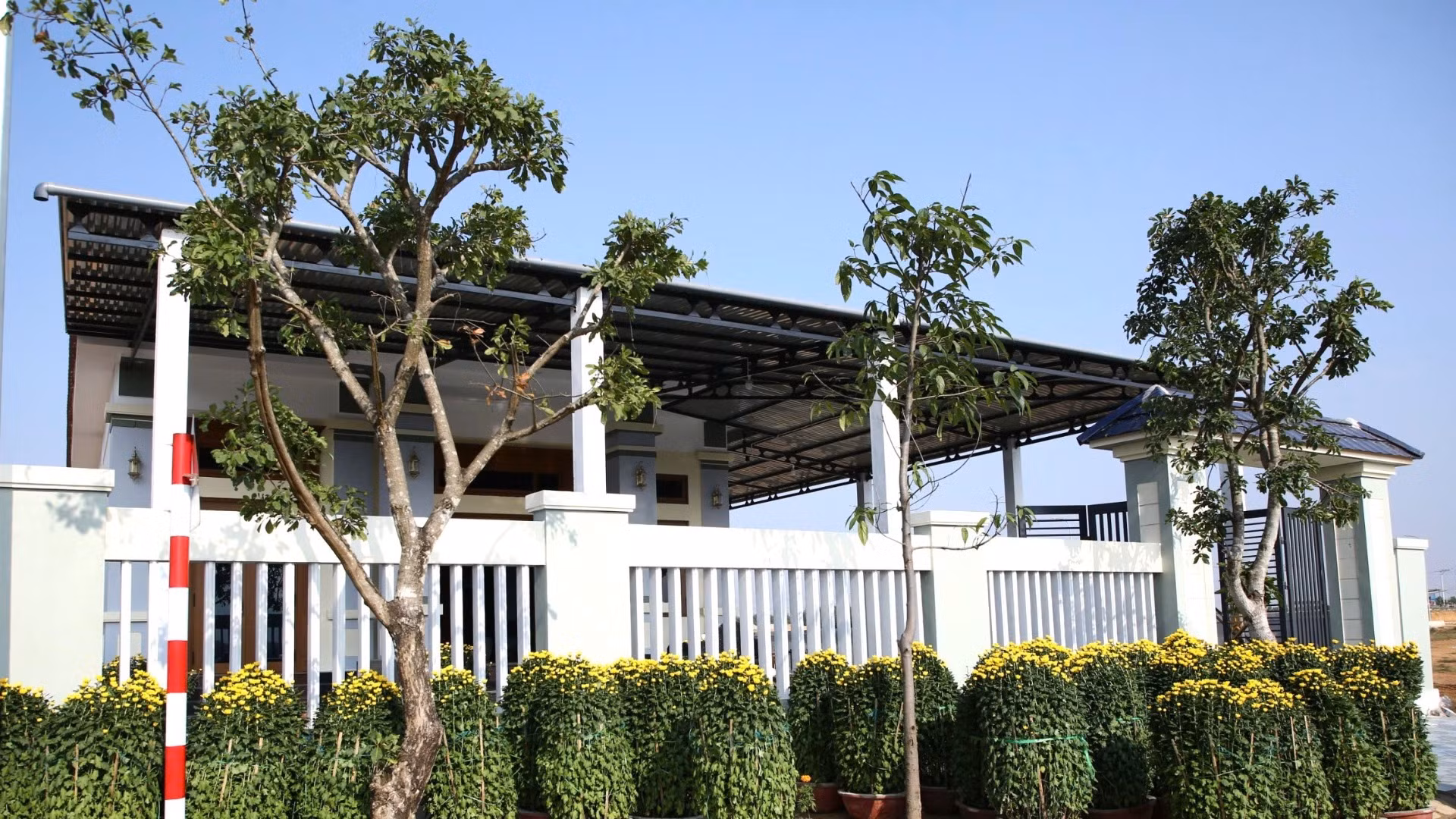 Những ngày áp Tết, nhiều người mua các chậu cúc về để chưng trong và ngoài khuôn viên nhà.