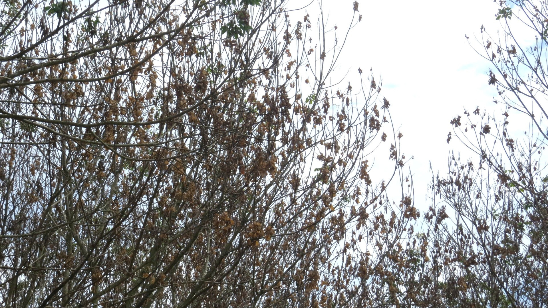 Sau khi lá héo khô thì cành cây cao-su cũng bị khô dần ảnh hưởng đến khả năng cho mủ. Sau khi lá héo khô thì cành cây cao-su cũng bị khô dần ảnh hưởng đến khả năng cho mủ.