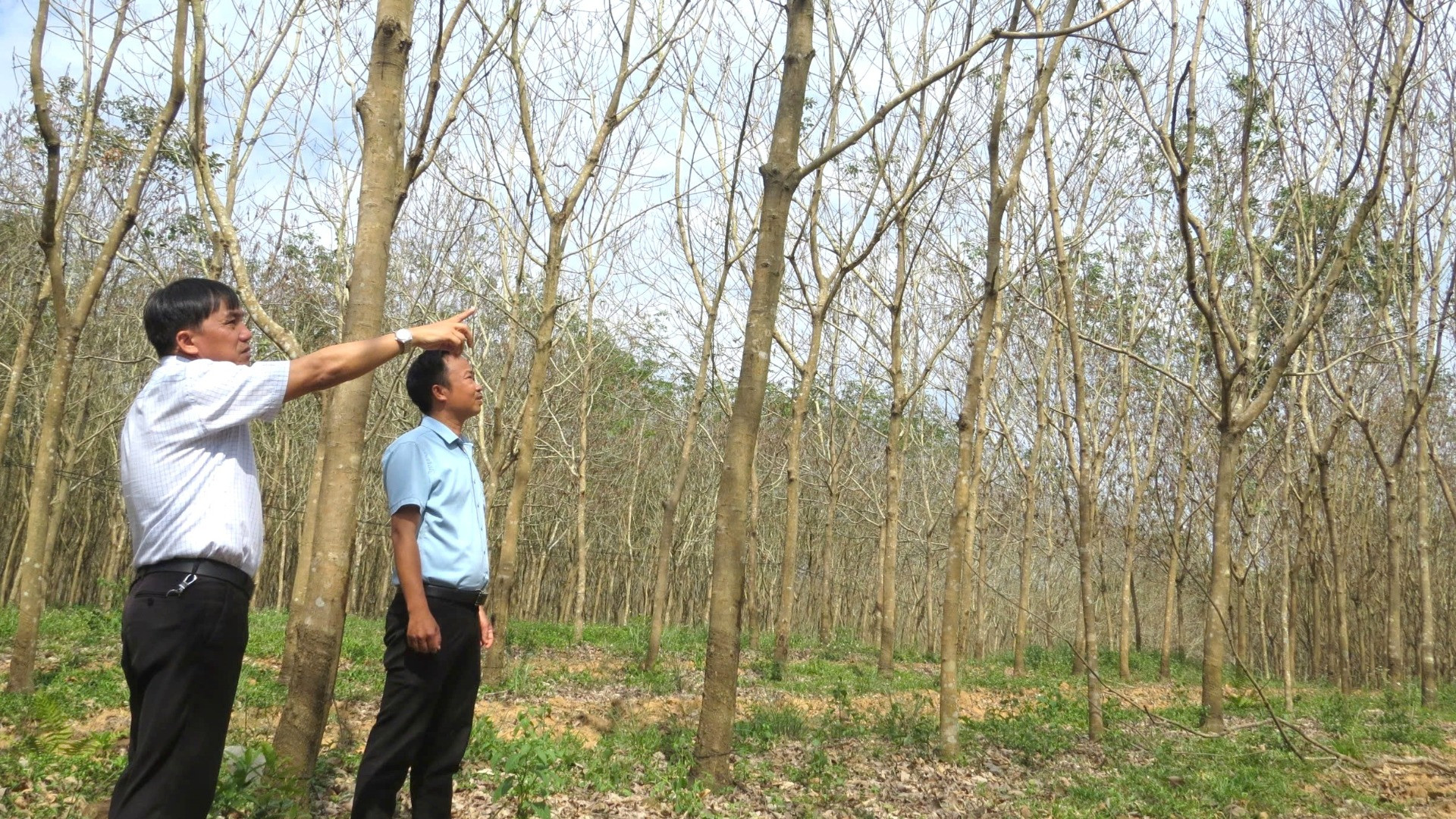 Lãnh đạo các Công ty trồng cao-su chủ động liên hệ nhờ các đơn vị tư vấn, giúp đỡ biện pháp phòng trừ nhưng hiện vẫn chưa có hiệu quả. Lãnh đạo các Công ty trồng cao-su chủ động liên hệ nhờ các đơn vị tư vấn, giúp đỡ biện pháp phòng trừ nhưng hiện vẫn chưa có hiệu quả.