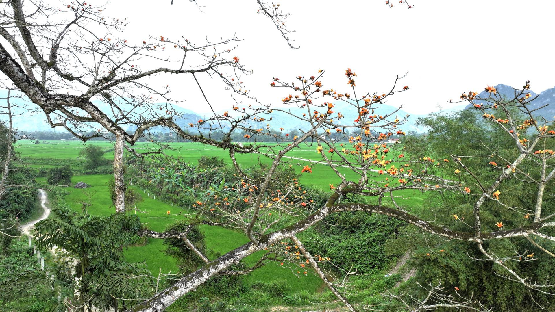 Quyện trong màu xanh của đồng ruộng và núi đồi, cây hóa gạo đã tạo nên hình ảnh làng quê thân thuộc, yên bình Tuyên Hóa hôm nay.