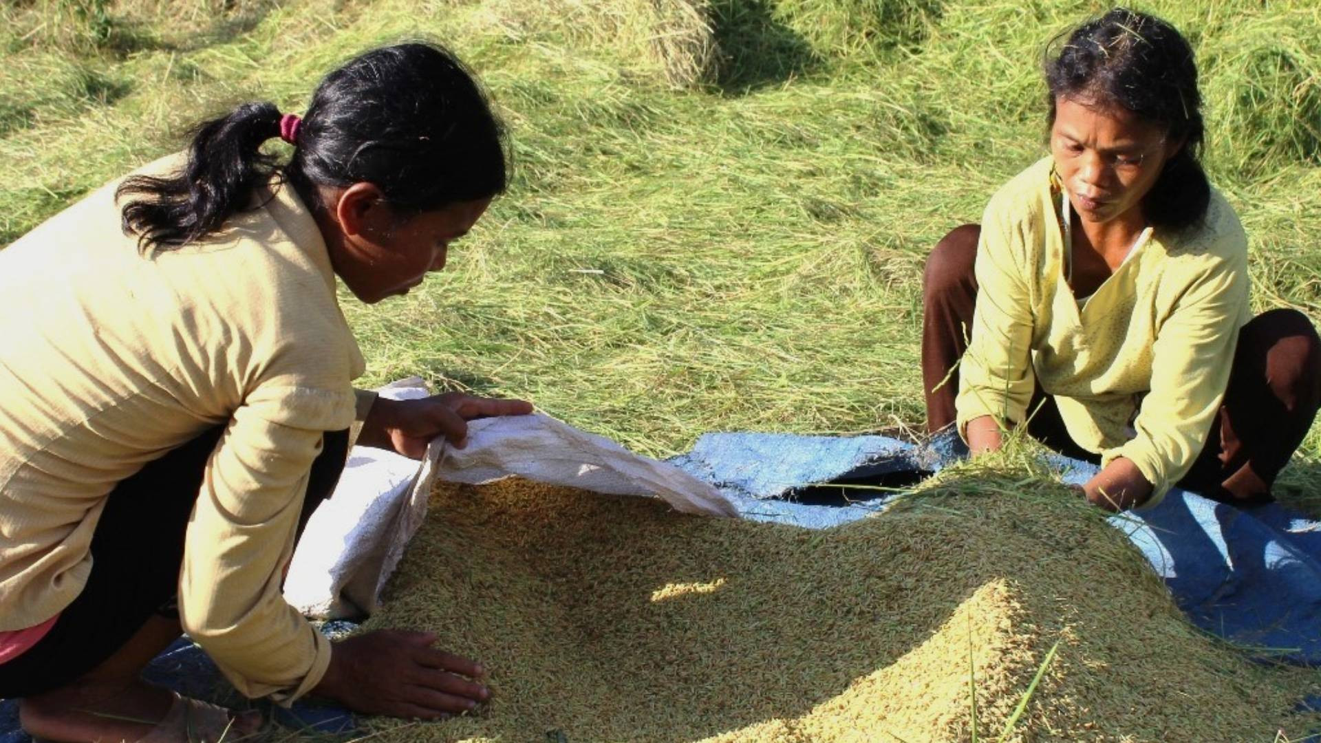 Năng suất lúa vụ này đạt 51 tạ/ha, tăng so với cùng kỳ năm trước 1 tạ/ha, là vụ lúa có năng suất cao nhất từ trước đến nay. Vì thế, đồng bào Rục có thêm nguồn lương thực để bảo đảm cho cuộc sống trong những tháng mưa lũ tới.