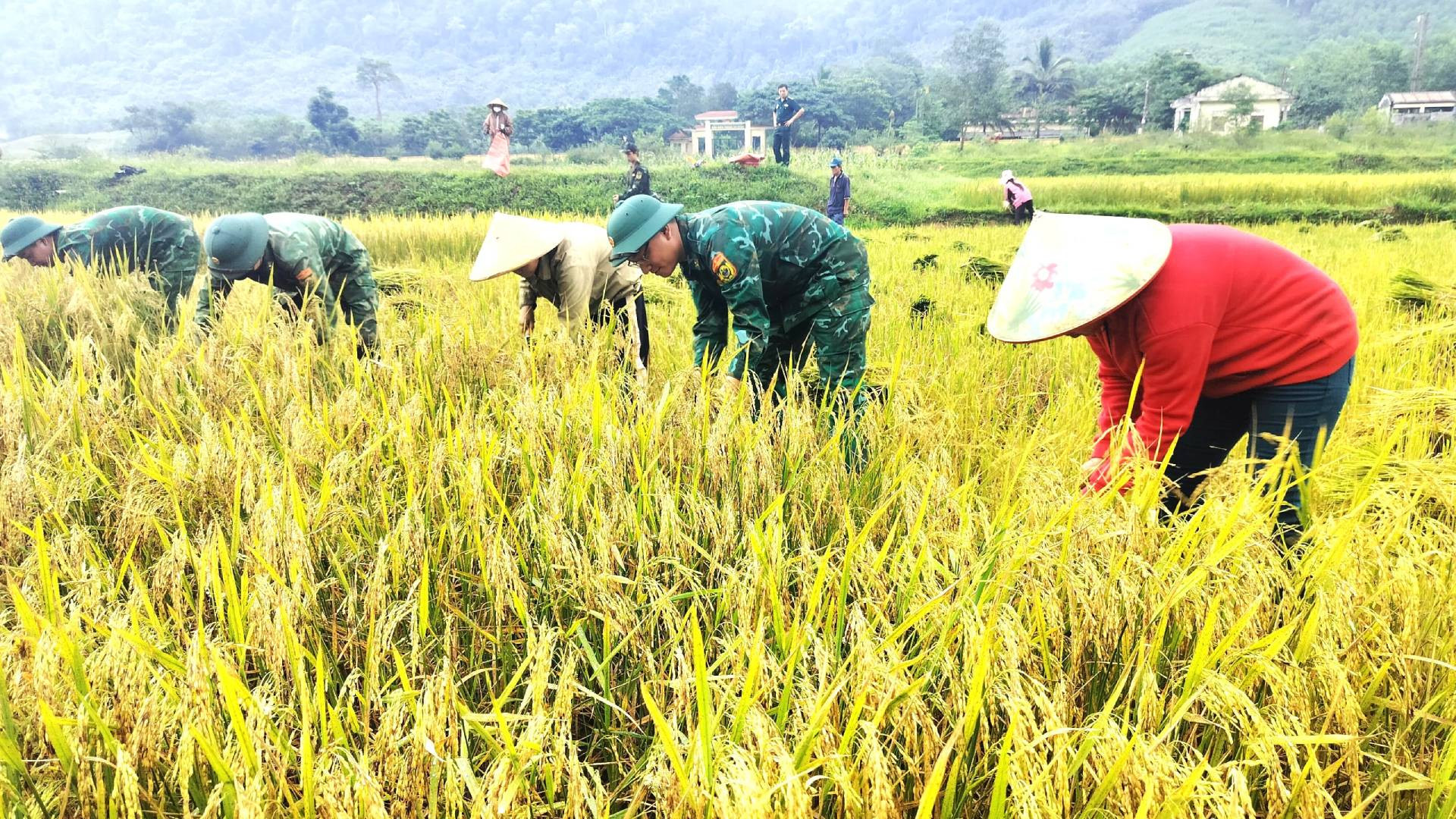 Nghe thông báo kế hoạch thu hoạch lúa từ chiều hôm trước nên sáng sớm 14/5 có nhiều người ra đồng cùng Bộ đội Biên phòng gặt lúa.
