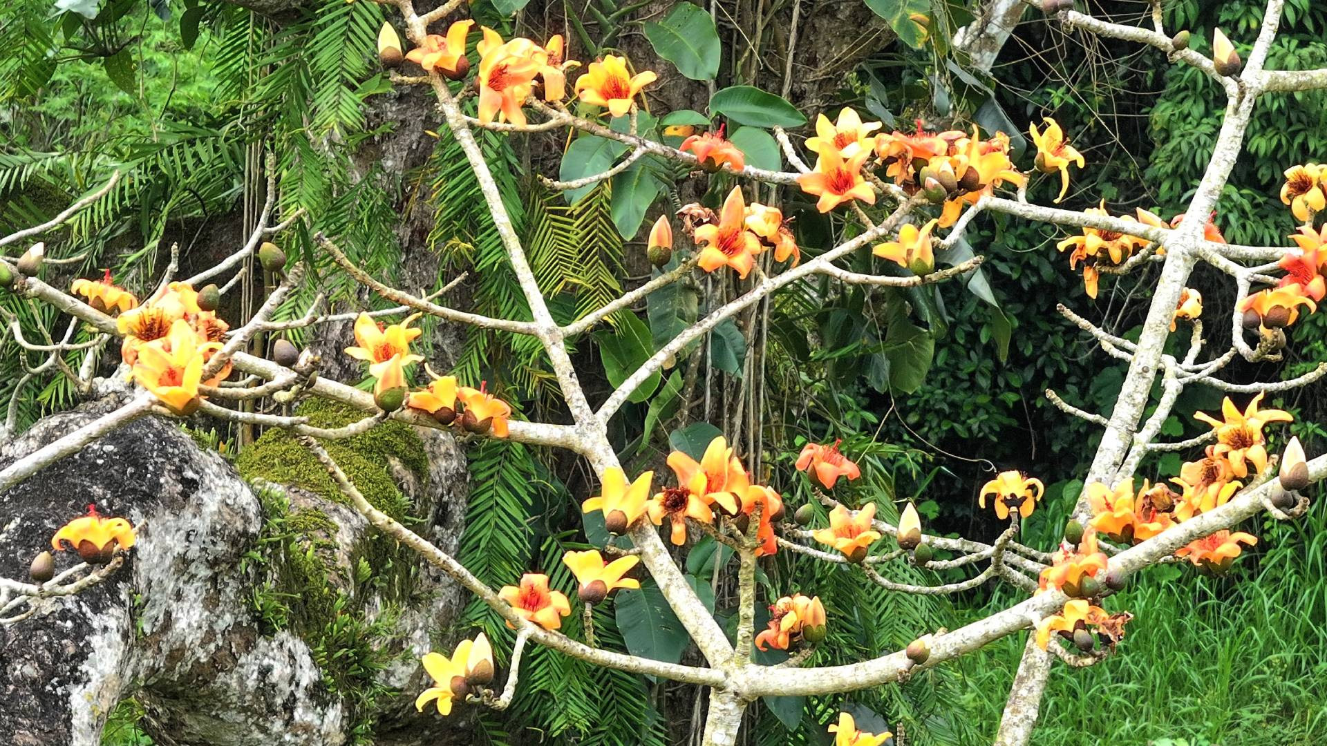 Khác với cây gạo có hoa màu đỏ như ở các tỉnh phía bắc, cây gạo cổ ở Thạch Hóa (Quảng Bình) có hoa màu cam, rực rỡ giữa đất trời.