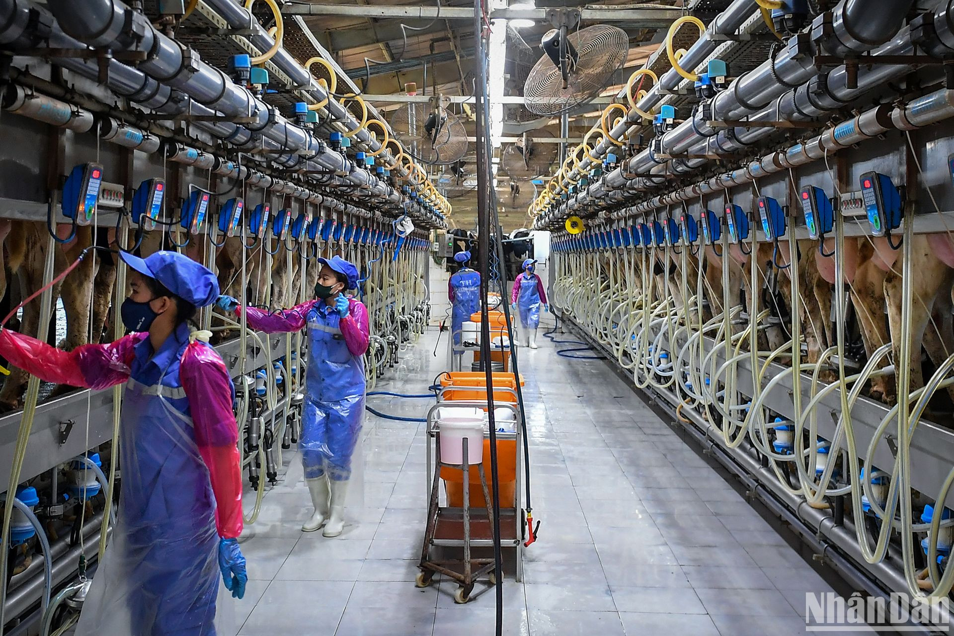 Hằng ngày, nguồn sữa tươi mát đang được khai thác từ giống bò sữa sản sinh từ công nghệ IVF.