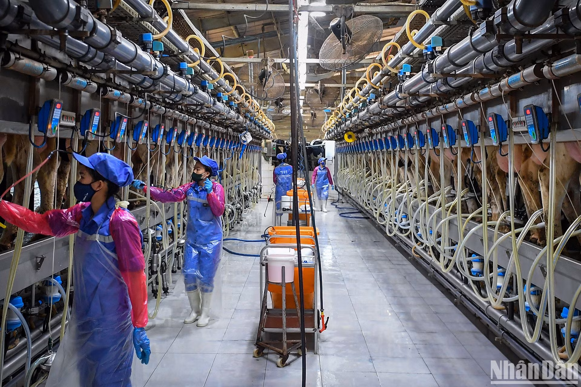 Hằng ngày, nguồn sữa tươi mát đang được khai thác từ giống bò sữa sản sinh từ công nghệ IVF.