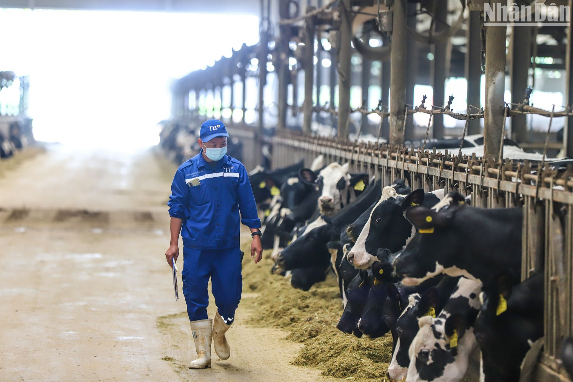 TH đang sở hữu số lượng lớn bò sữa thuần chủng, tạo ra dòng sữa tươi sạch cho thị trường.