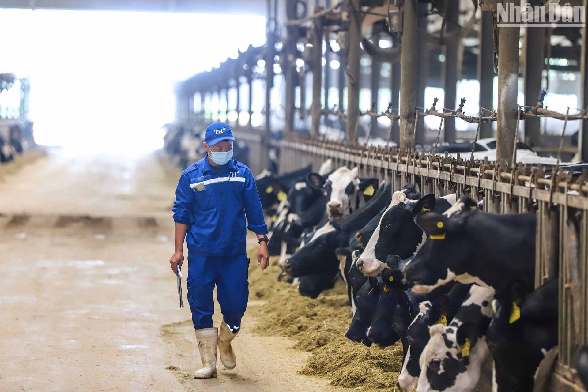 TH đang sở hữu số lượng lớn bò sữa thuần chủng, tạo ra dòng sữa tươi sạch cho thị trường.