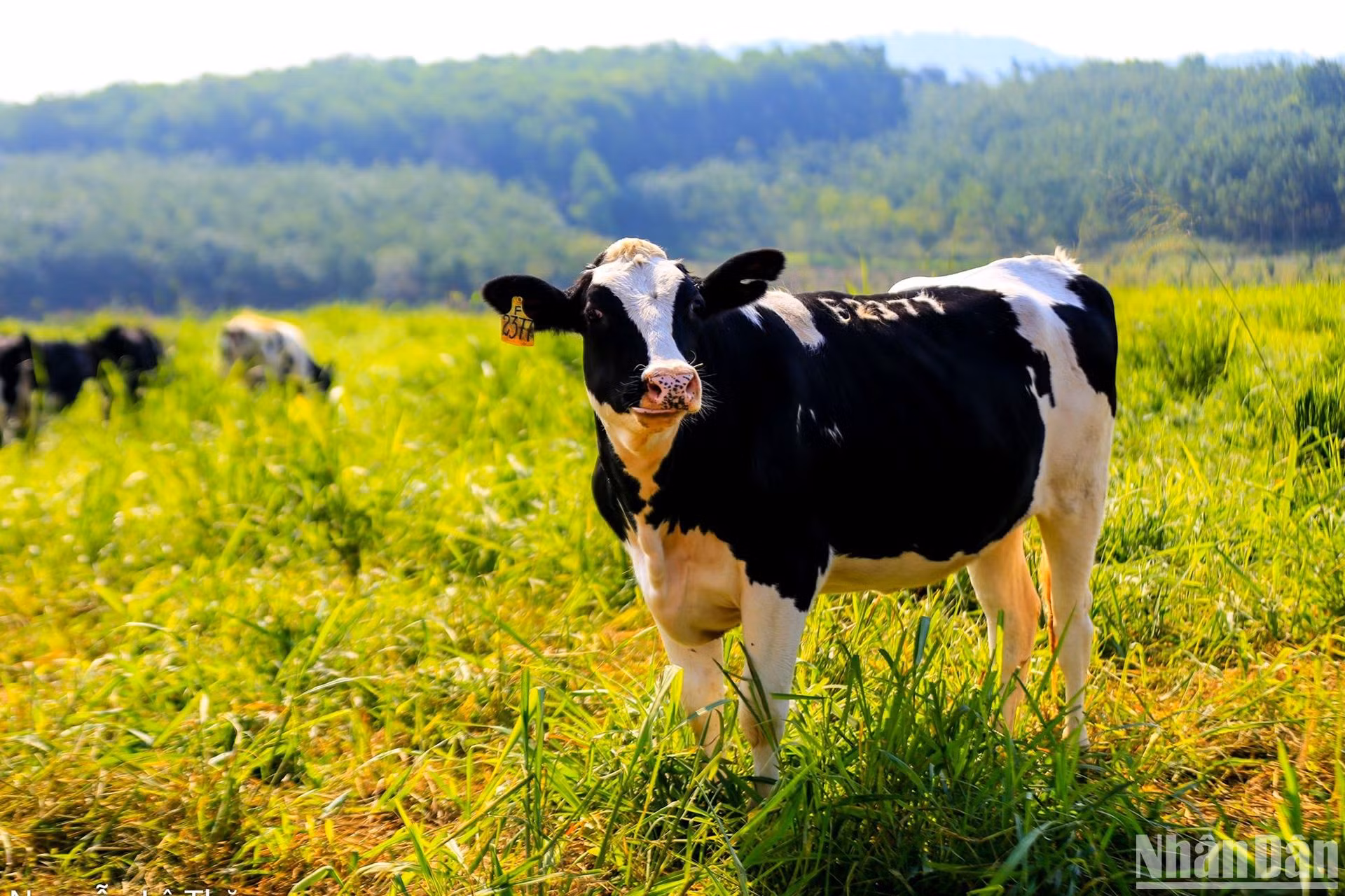 Chất lượng giống bò sữa từng là một vấn đề nan giải tại Việt Nam.