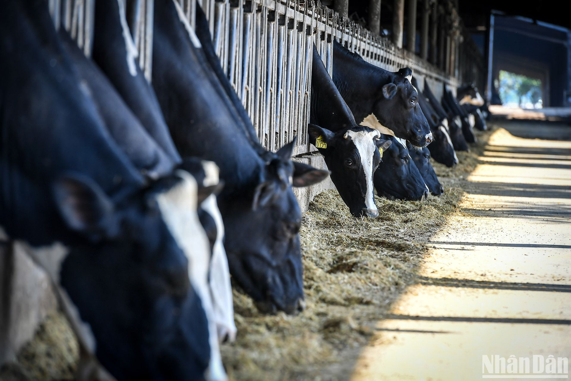 Làm chủ được công nghệ IVF, TH tạo ra những thế hệ bò sữa chất lượng cao.