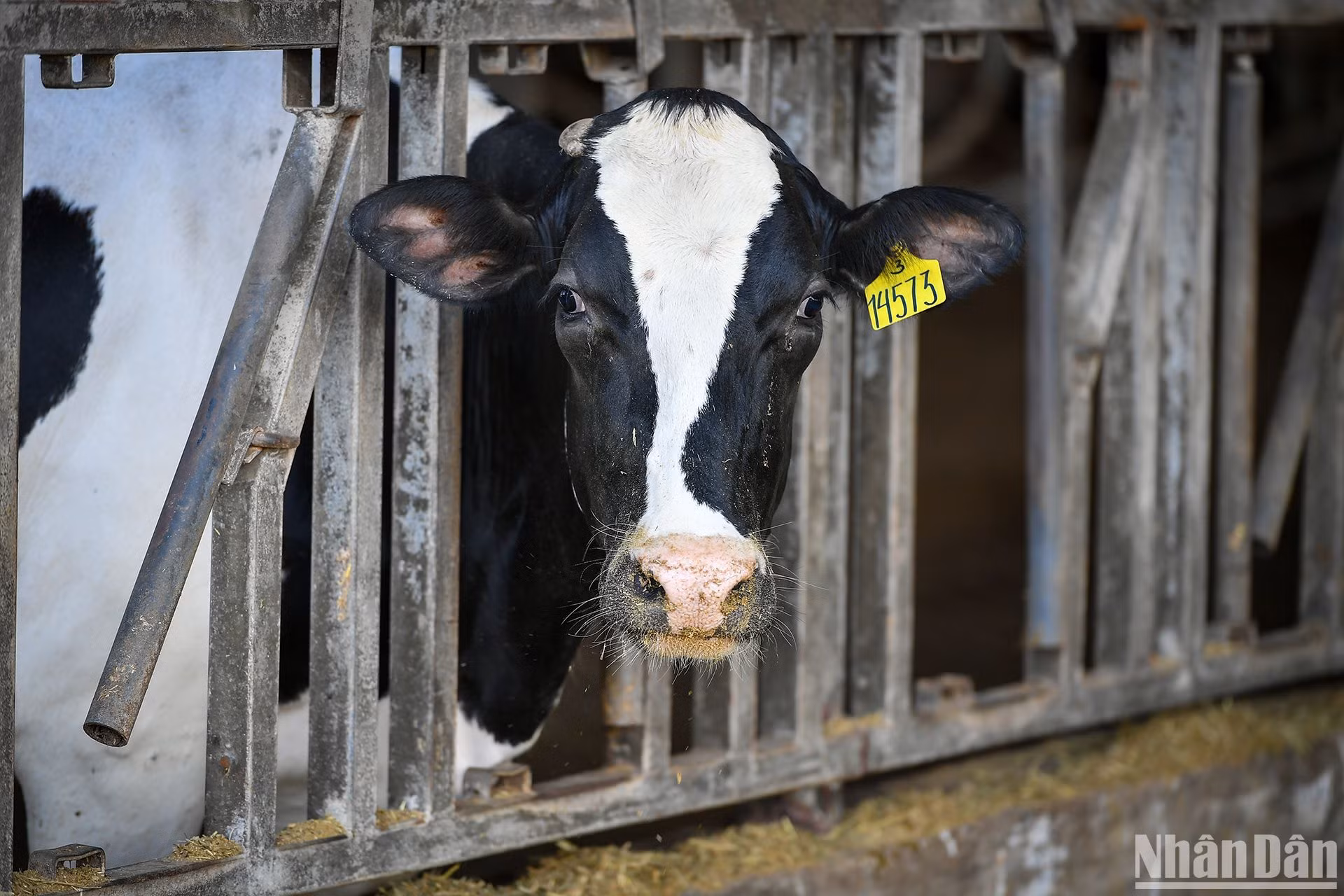Bò sữa của TH được nhập khẩu từ những quốc gia hàng đầu thế giới trong ngành sữa như Mỹ và New Zealand.