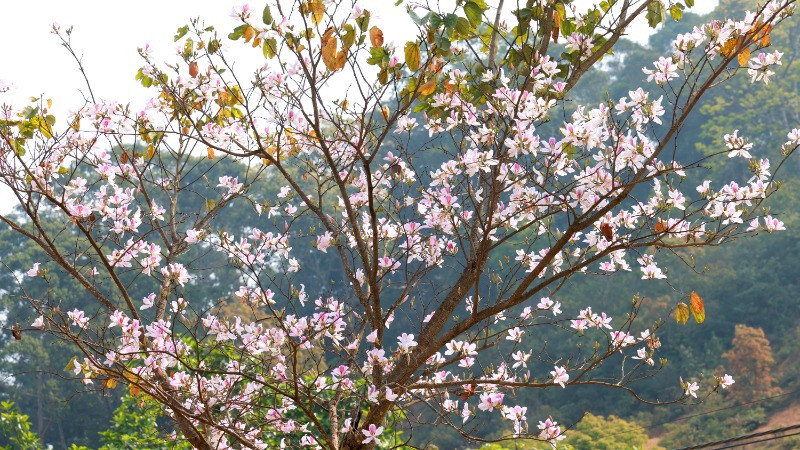 Hoa ban mong manh khoe sắc.