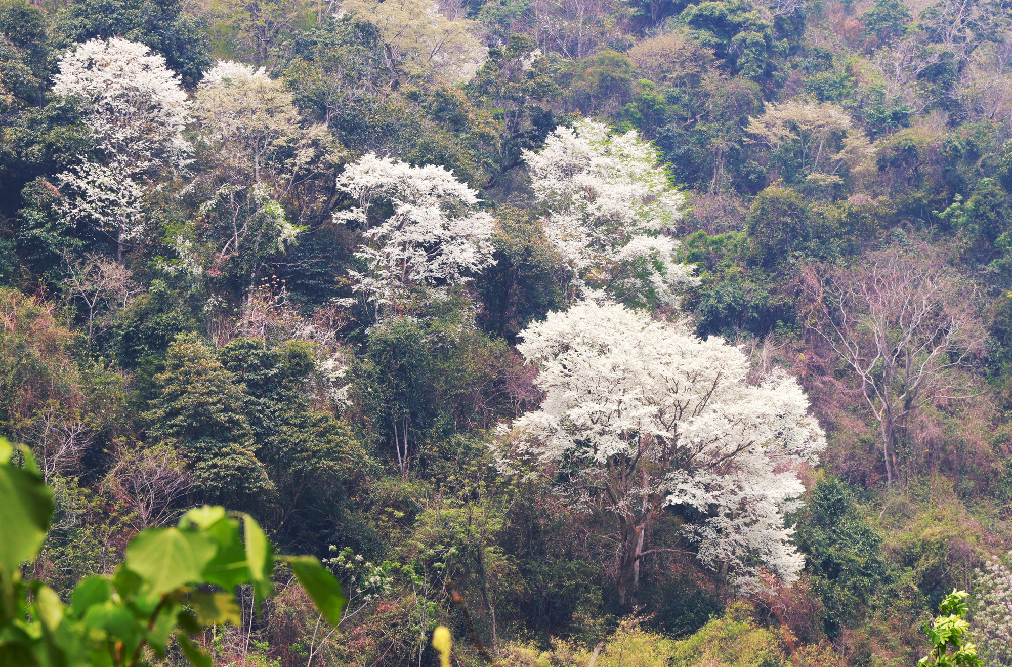 Sắc hoa mùa xuân.