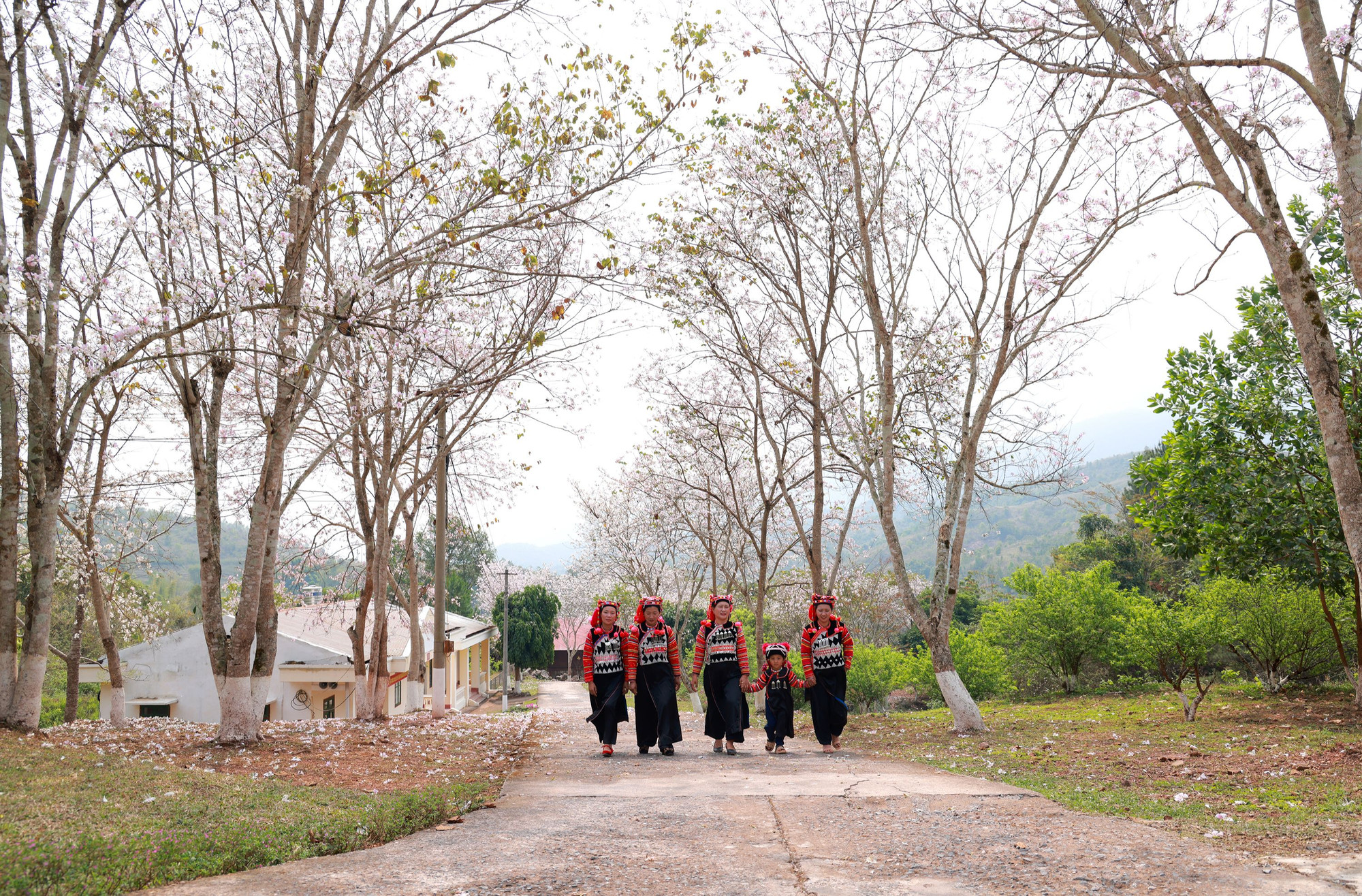 Trong mùa hoa biên giới.