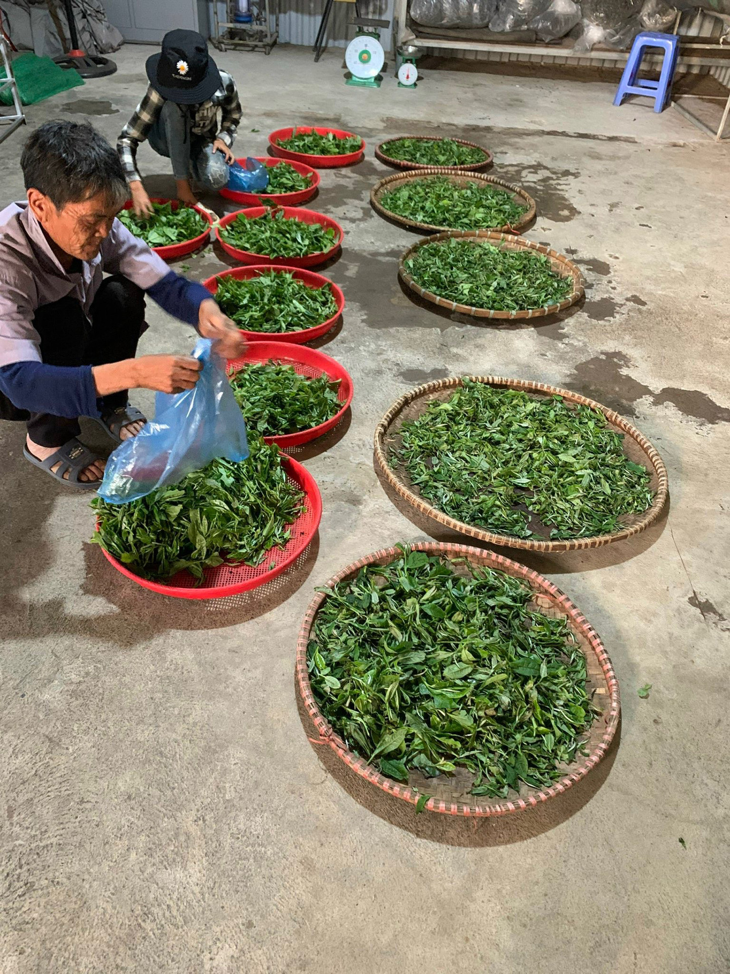 Chế biến chè tại Hợp tác xã Biên Cương.