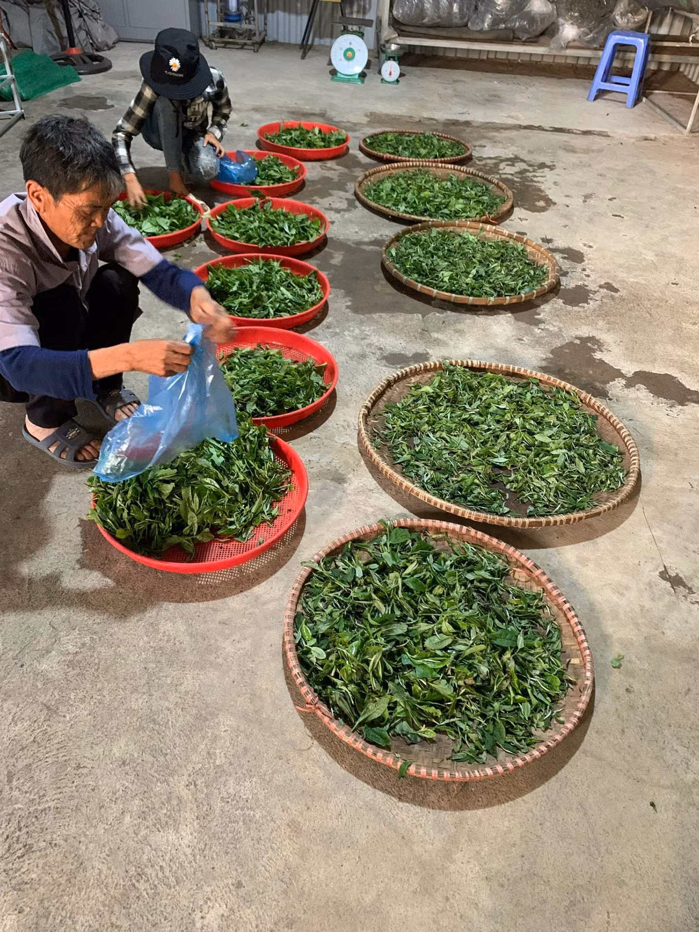 Chế biến chè tại Hợp tác xã Biên Cương.