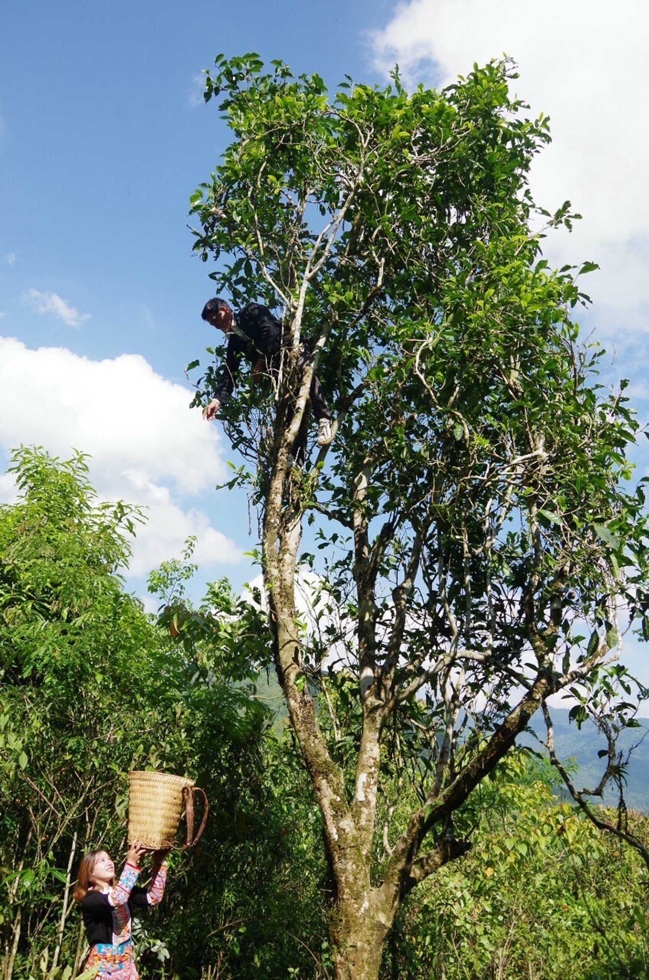 Những cây trà cổ thụ của vùng đất Mồ Sì San mọc trên núi cao.