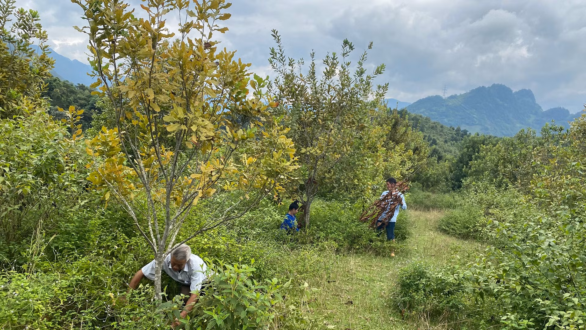 Đã hai năm trở lại đây, hơn 1.000ha cây mắc-ca ở huyện Tuần Giáo do không được nhà đầu tư chăm sóc khiến cây bị vàng lá, năng suất kém.