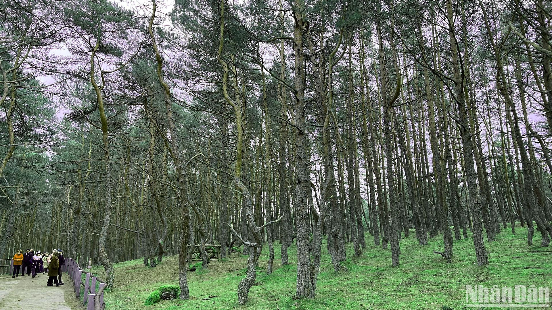 Ngày càng nhiều du khách tò mò đến khu rừng bí ẩn tham quan.