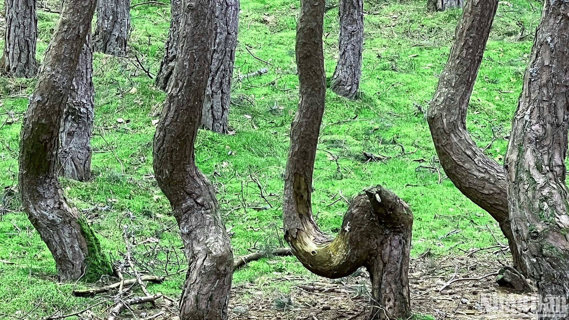 Nhiều gốc cây bị trầy vỏ do du khách giẫm lên.